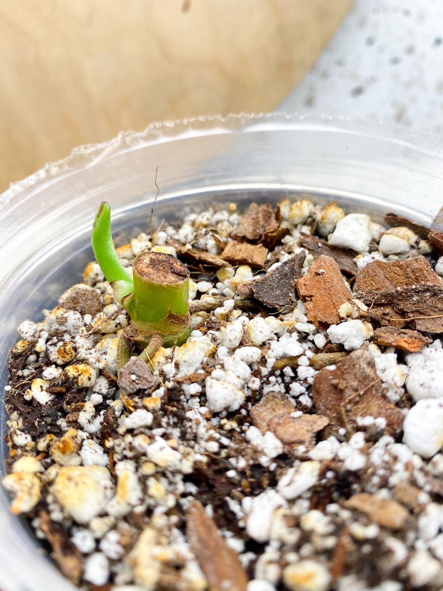 *Syngonium Chiapense Variegated 1 Node  1 Sprout Rooted