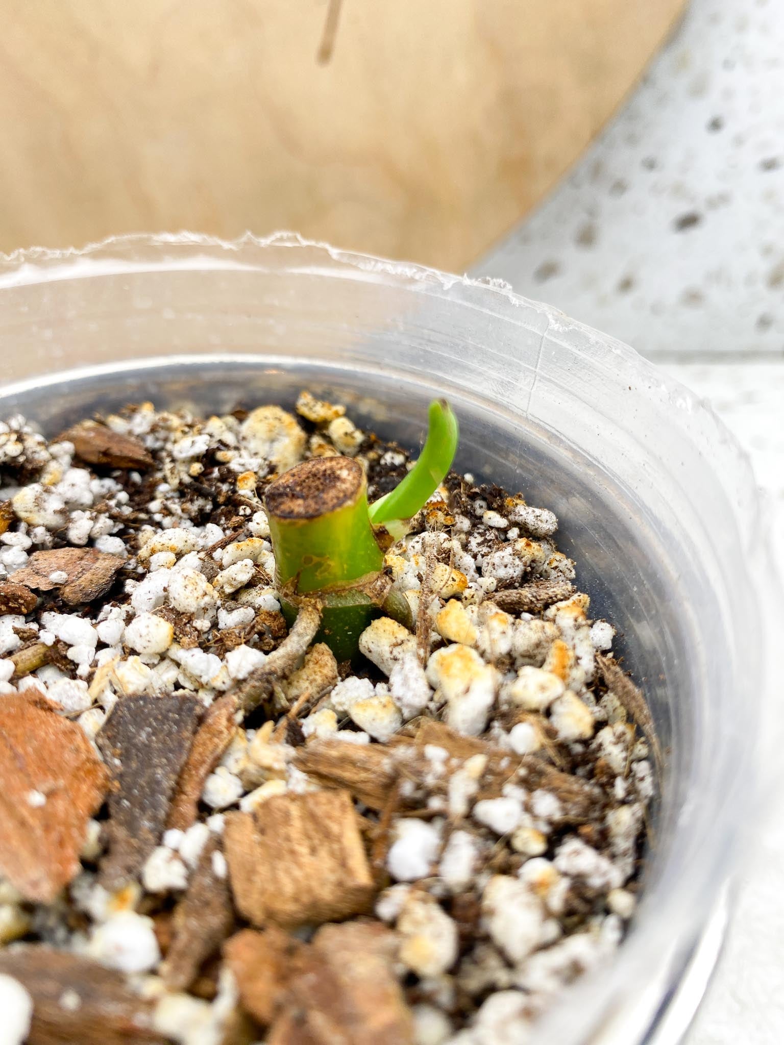 *Syngonium Chiapense Variegated 1 Node  1 Sprout Rooted