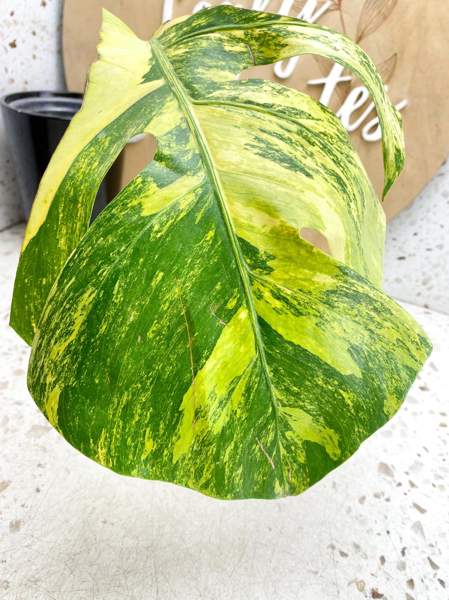 *Monstera Aurea Tricolor Variegated 1 Leaf 1 Node