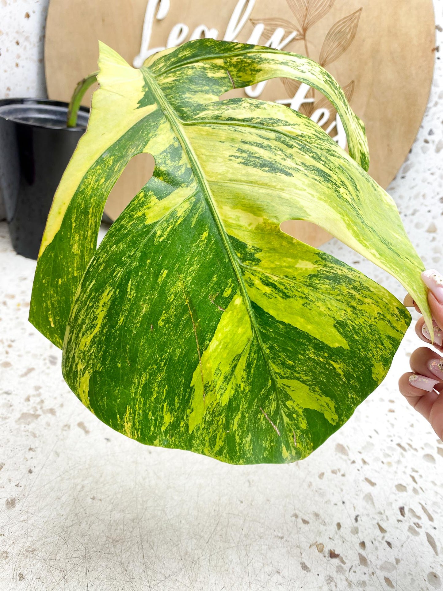 *Monstera Aurea Tricolor Variegated 1 Leaf 1 Node