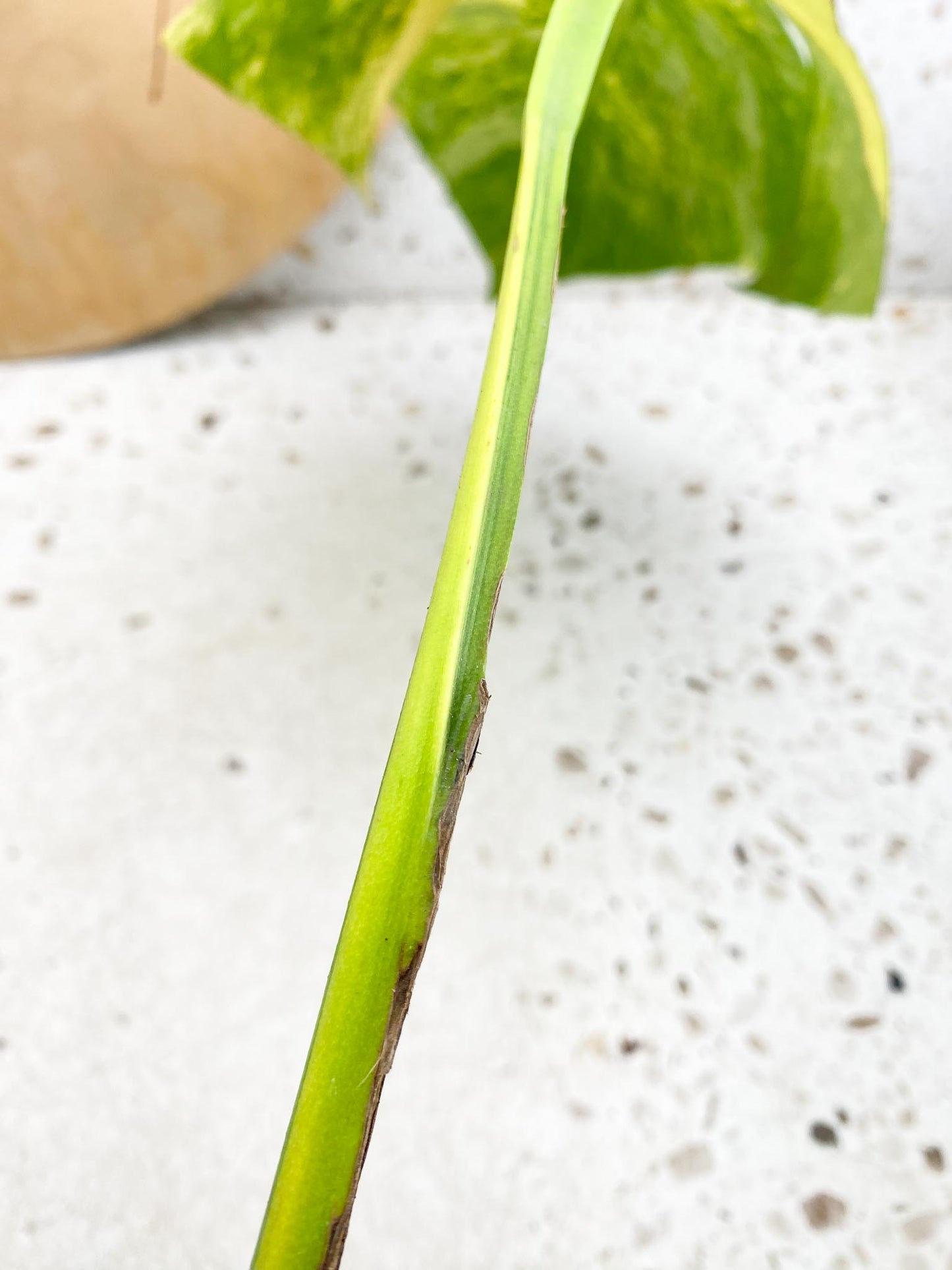 *Monstera Aurea Tricolor Variegated 1 Leaf 1 Node