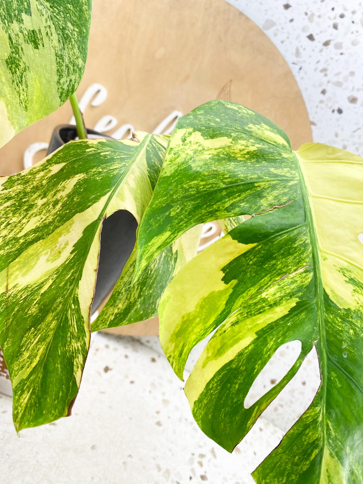 Monstera Aurea Tricolor Variegated 3 huge Leaves  3 Nodes Top Cutting  Rooted