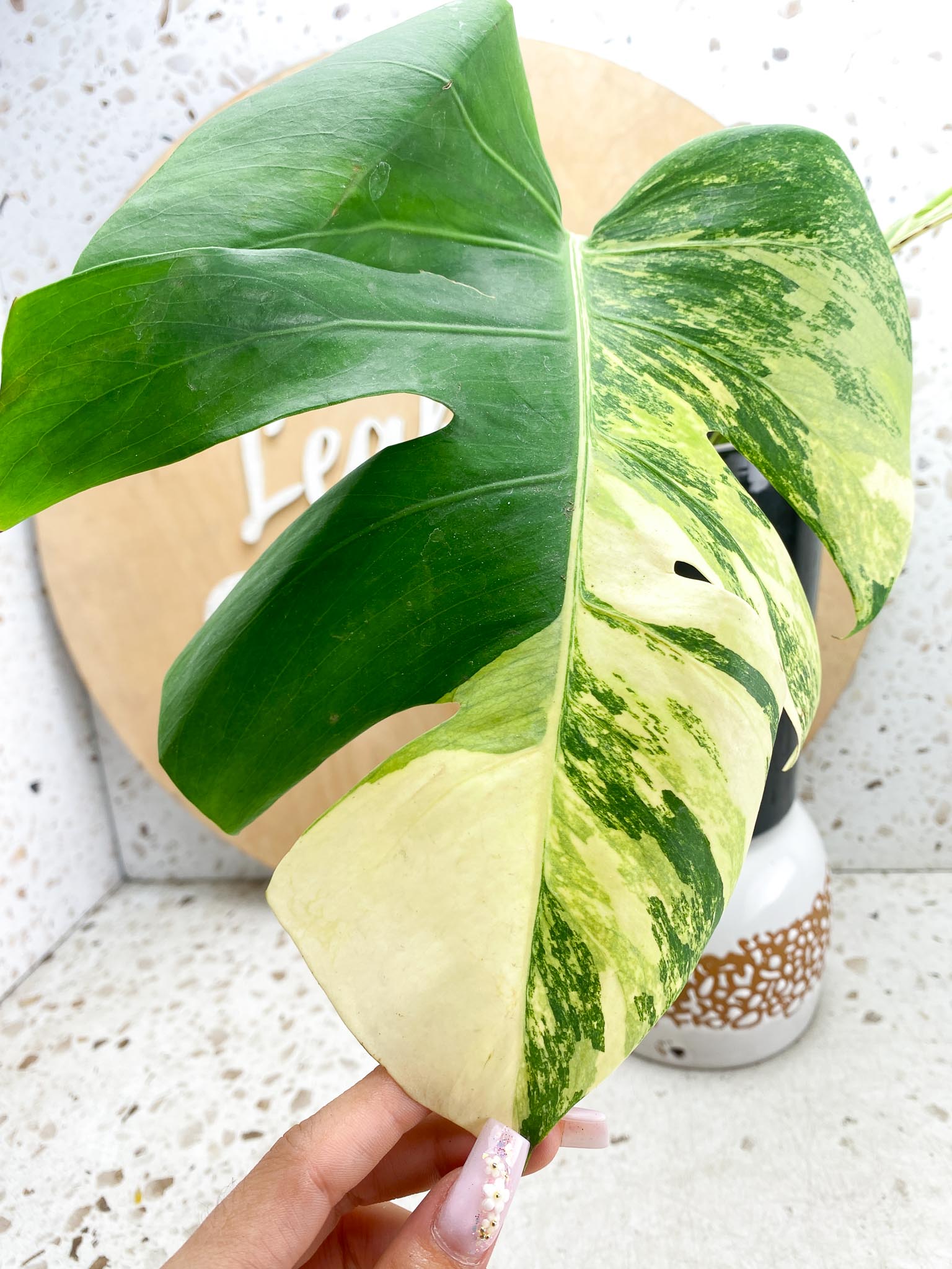 Monstera Aurea Tricolor Variegated 3 huge Leaves  3 Nodes Top Cutting  Rooted