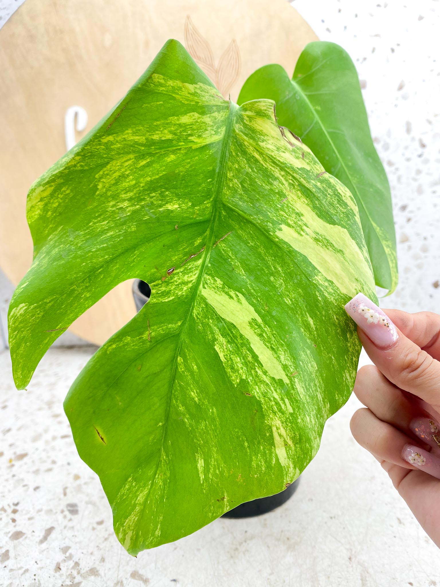 Monstera Aurea Tricolor 2 Leaves Multiple Options