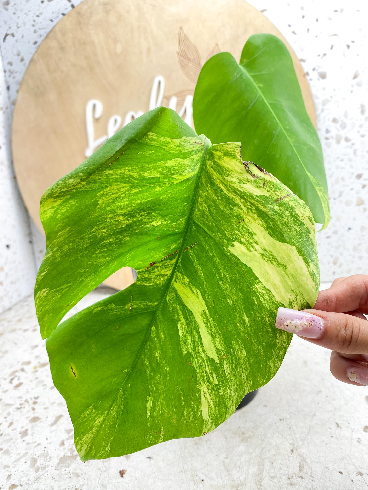 Monstera Aurea Tricolor 2 Leaves Multiple Options