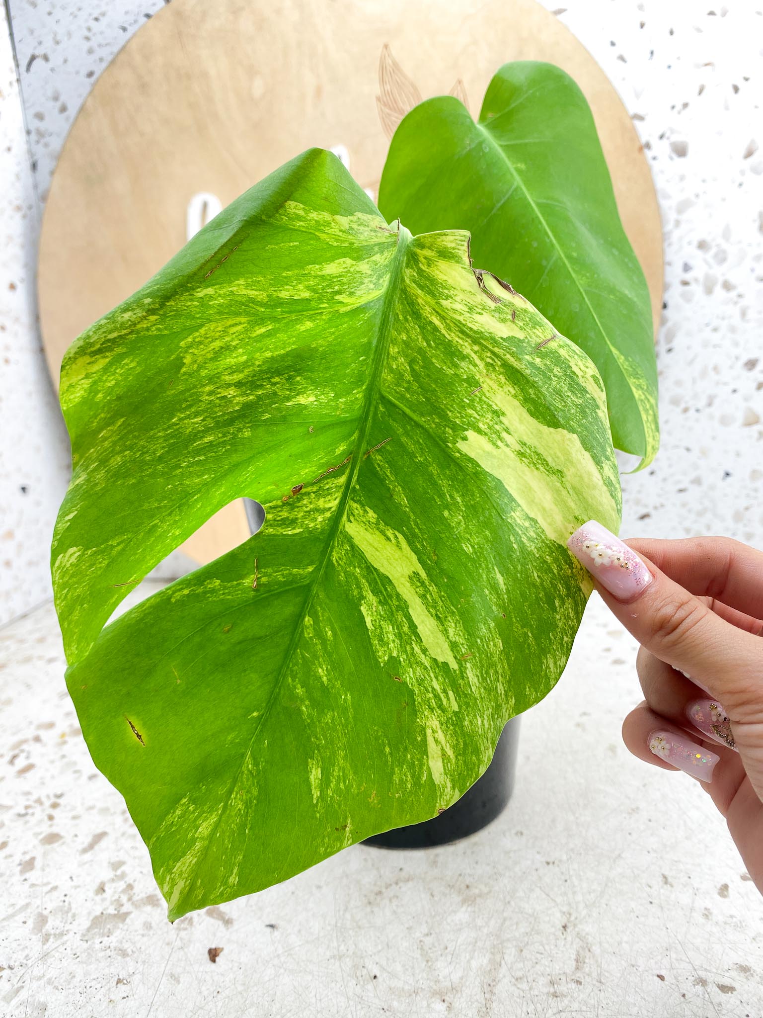 Monstera Aurea Tricolor 2 Leaves Multiple Options