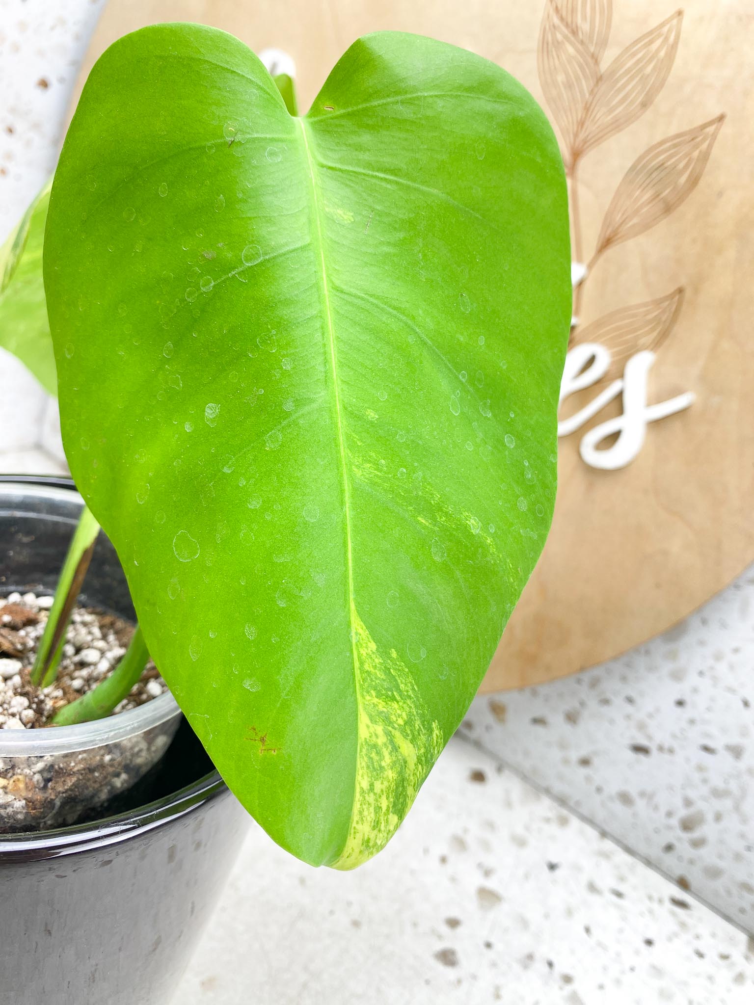 Monstera Aurea Tricolor 2 Leaves Multiple Options