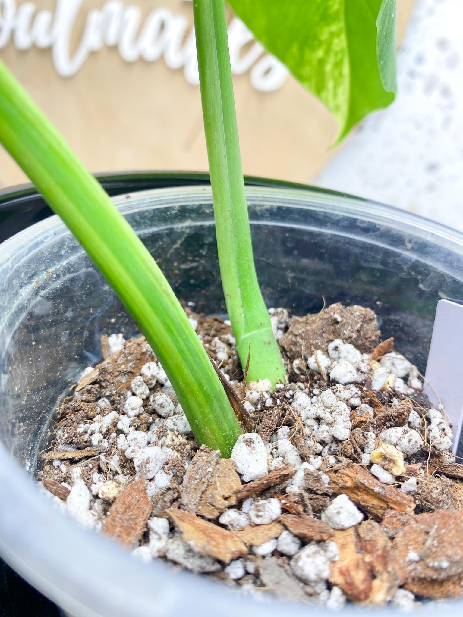 Monstera Aurea Tricolor 2 Leaves Multiple Options