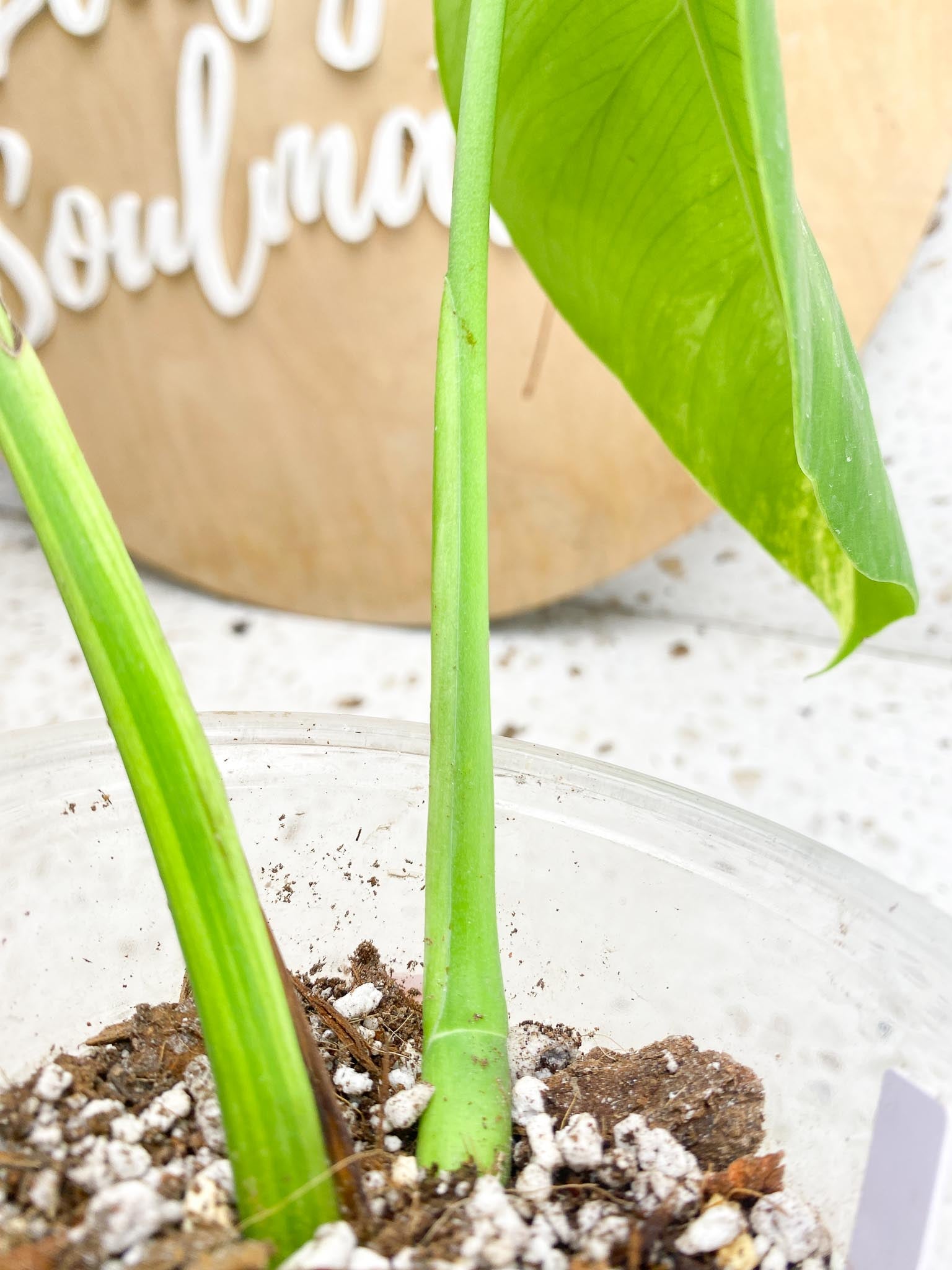 Monstera Aurea Tricolor 2 Leaves Multiple Options