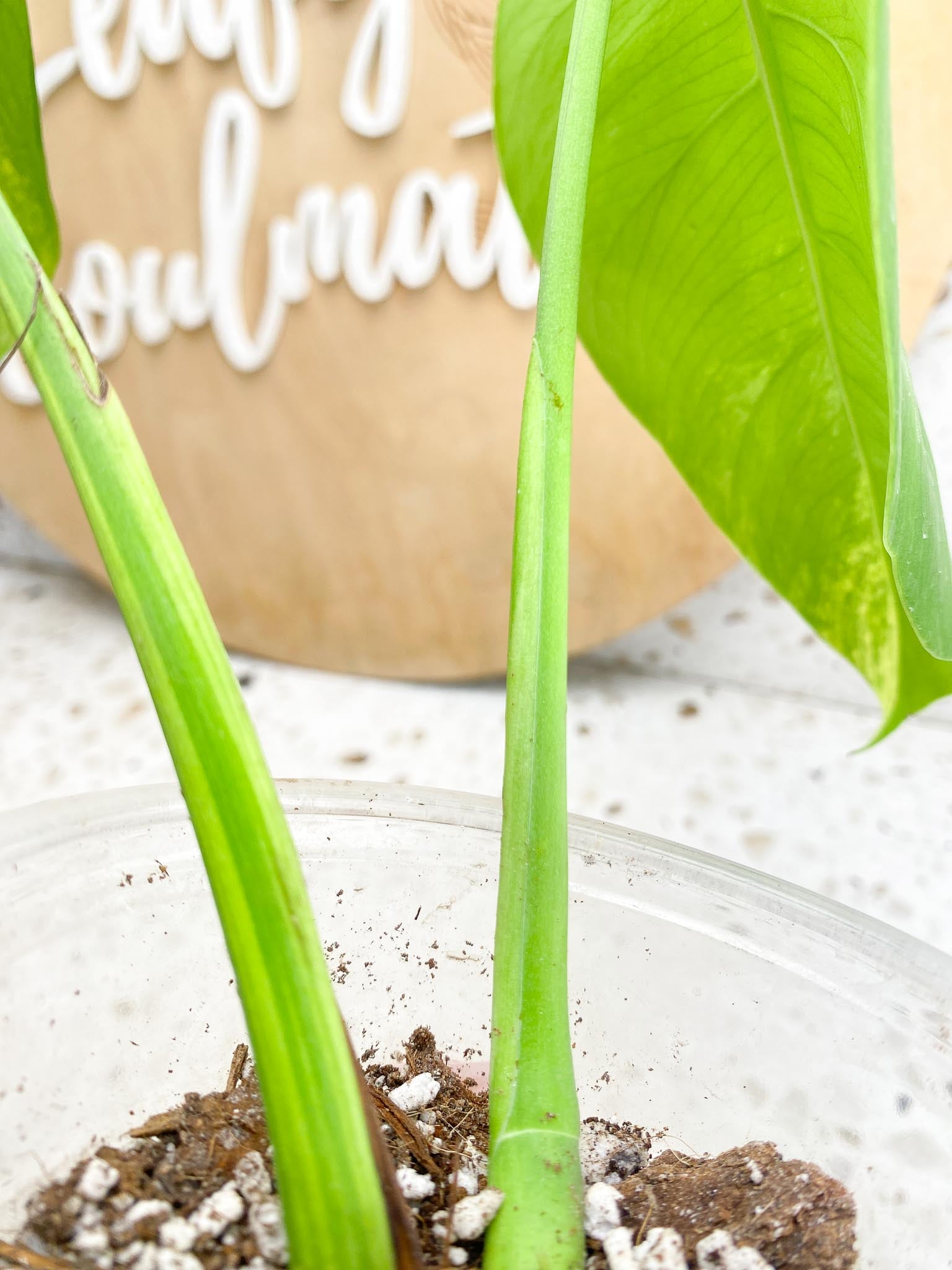 Monstera Aurea Tricolor 2 Leaves Multiple Options