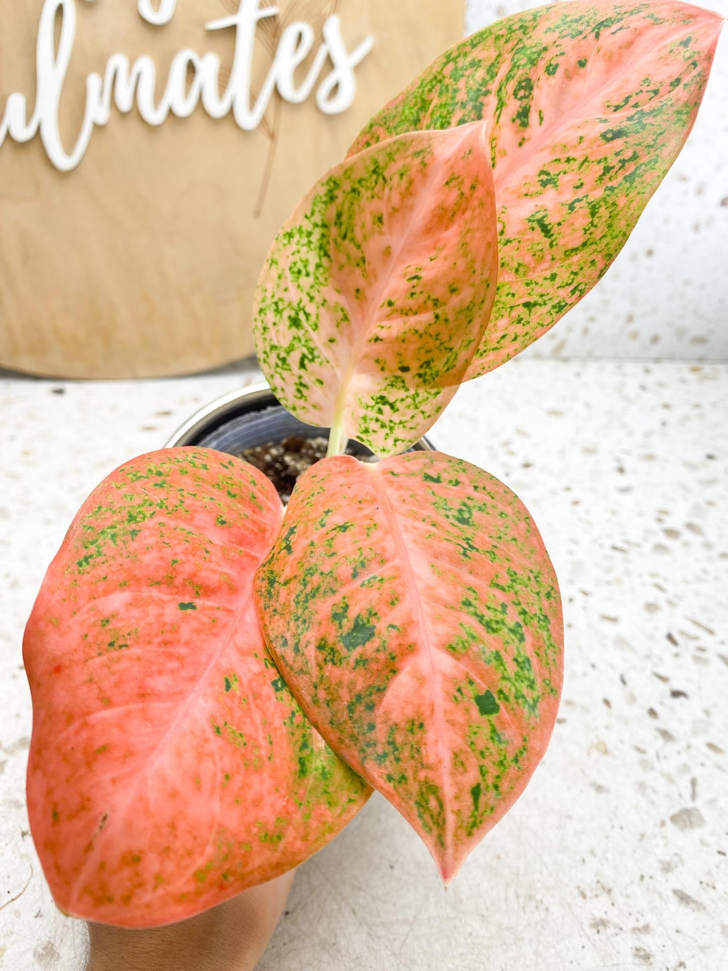 Aglaonema Orange Stardust Variegated 4 Leaves  4 Nodes  Slightly Rooted