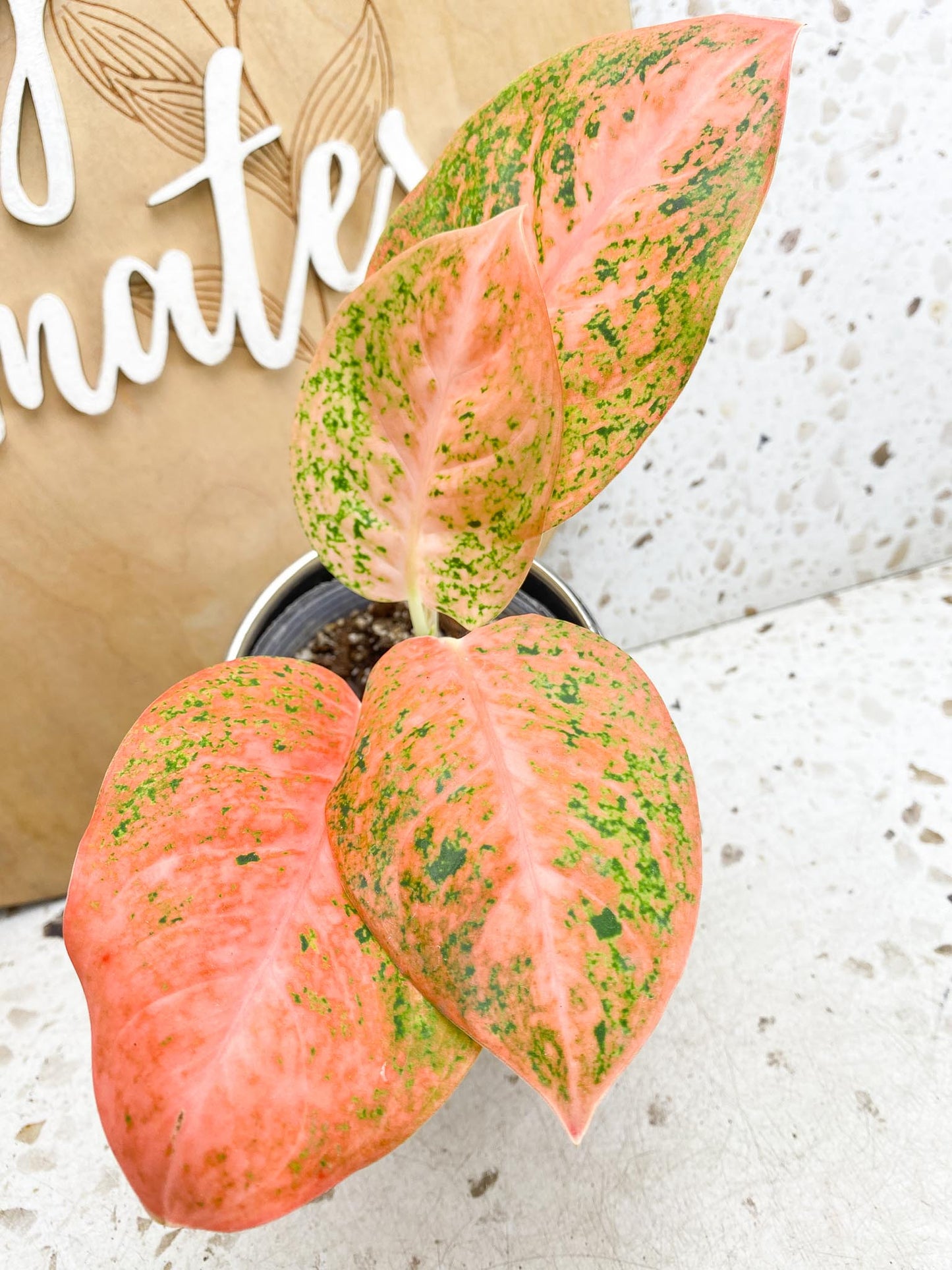 Aglaonema Orange Stardust Variegated 4 Leaves  4 Nodes  Slightly Rooted