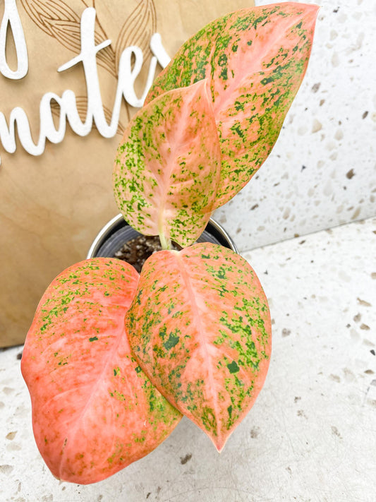 Aglaonema Orange Stardust Variegated 4 Leaves  4 Nodes  Slightly Rooted