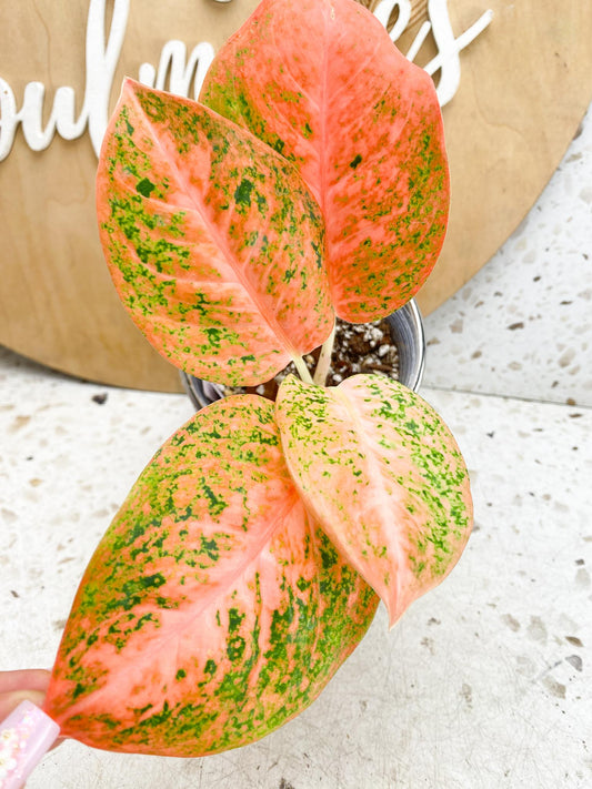 Aglaonema Orange Stardust Variegated 4 Leaves  4 Nodes  Slightly Rooted