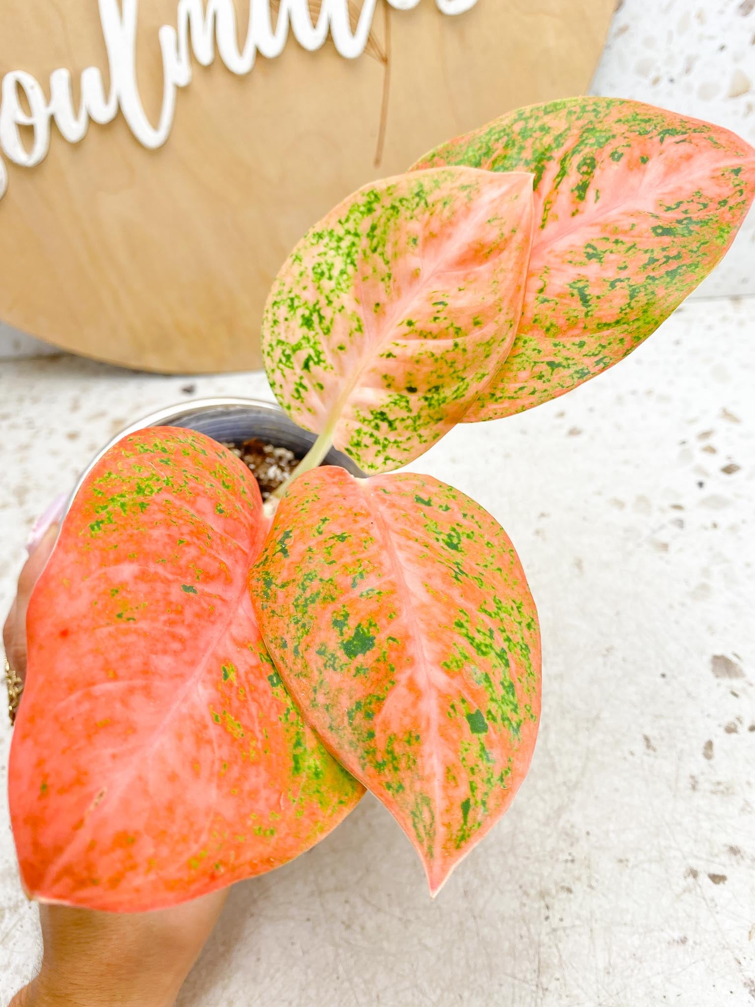 Aglaonema Orange Stardust Variegated 4 Leaves  4 Nodes  Slightly Rooted