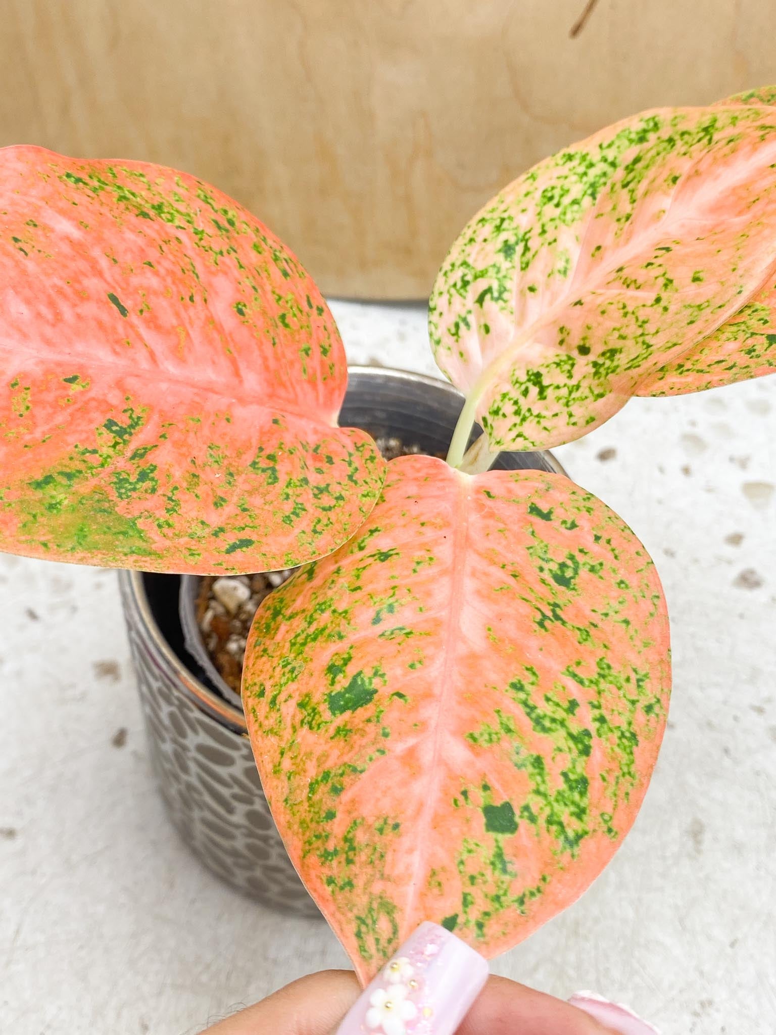 Aglaonema Orange Stardust Variegated 4 Leaves  4 Nodes  Slightly Rooted