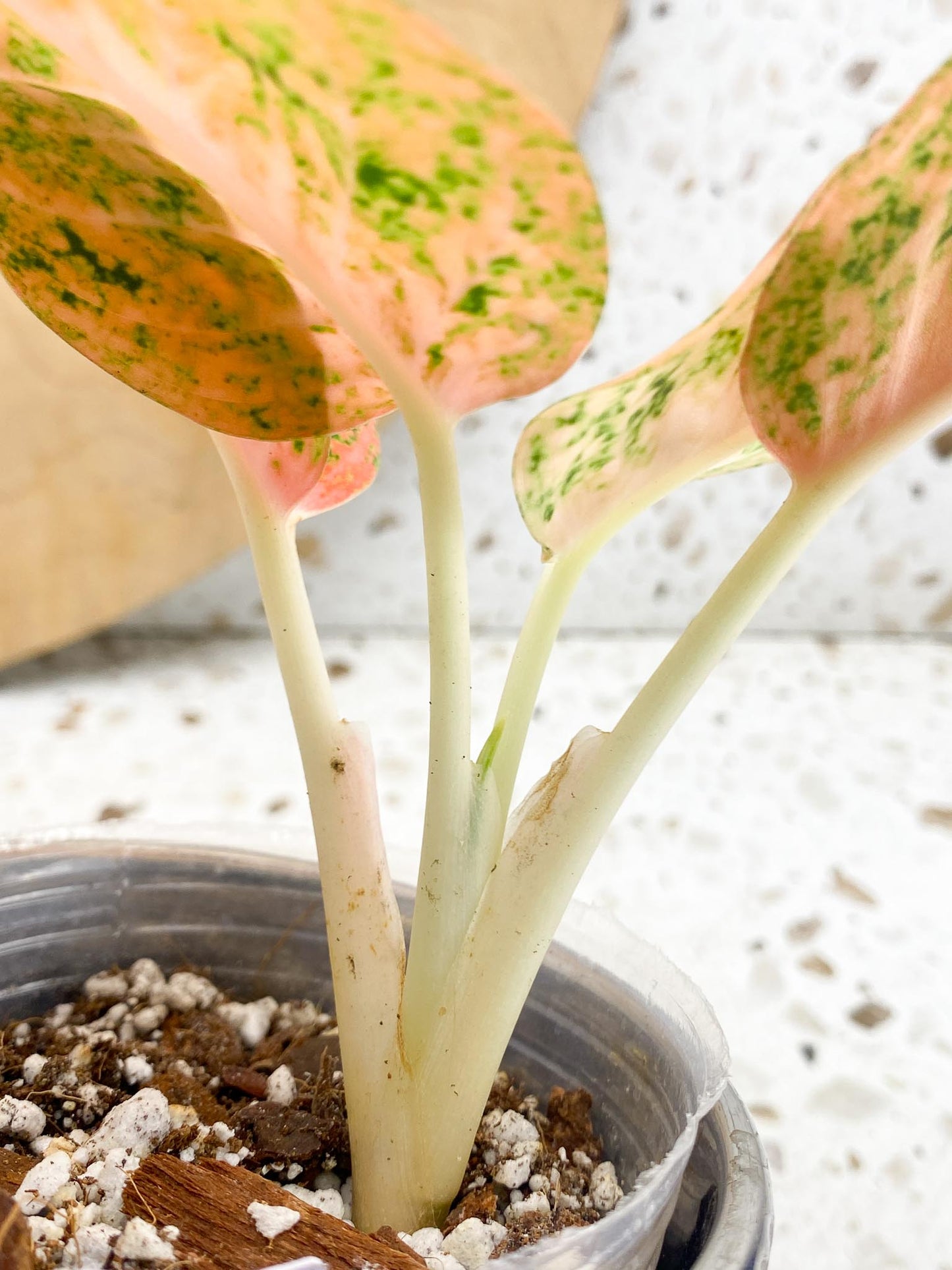 Aglaonema Orange Stardust Variegated 4 Leaves  4 Nodes  Slightly Rooted