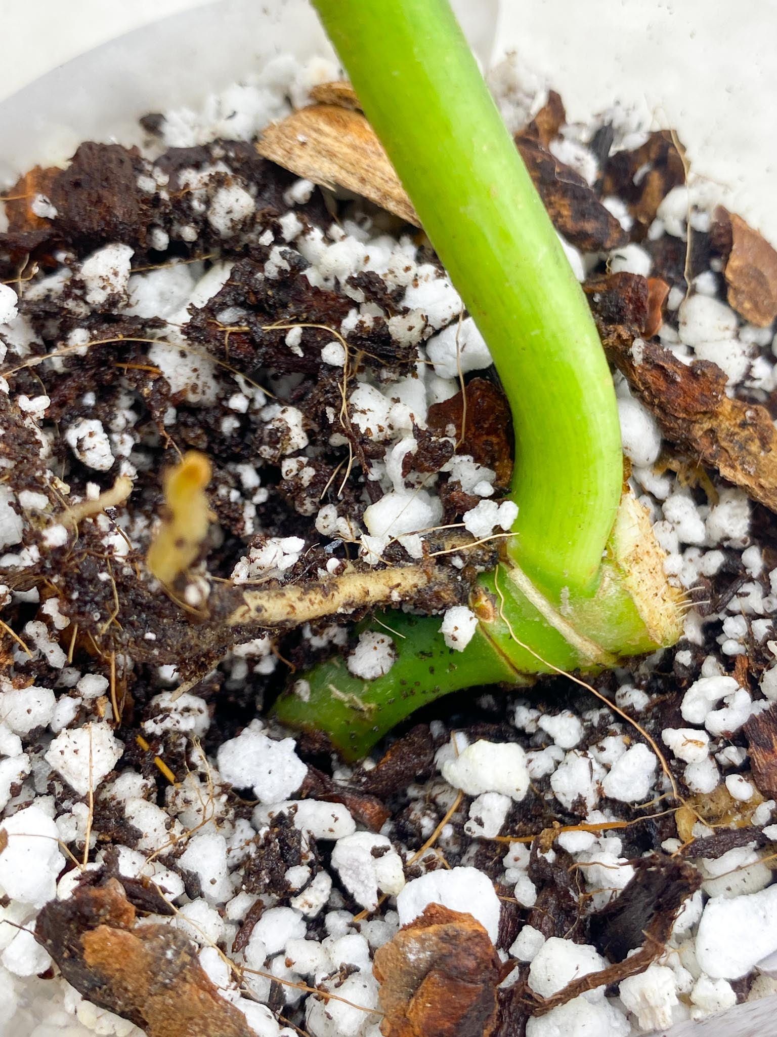 Philodendron/Thaumatophyllum Radiatum Variegated 1 Leaf 3 Node  Slightly Rooted