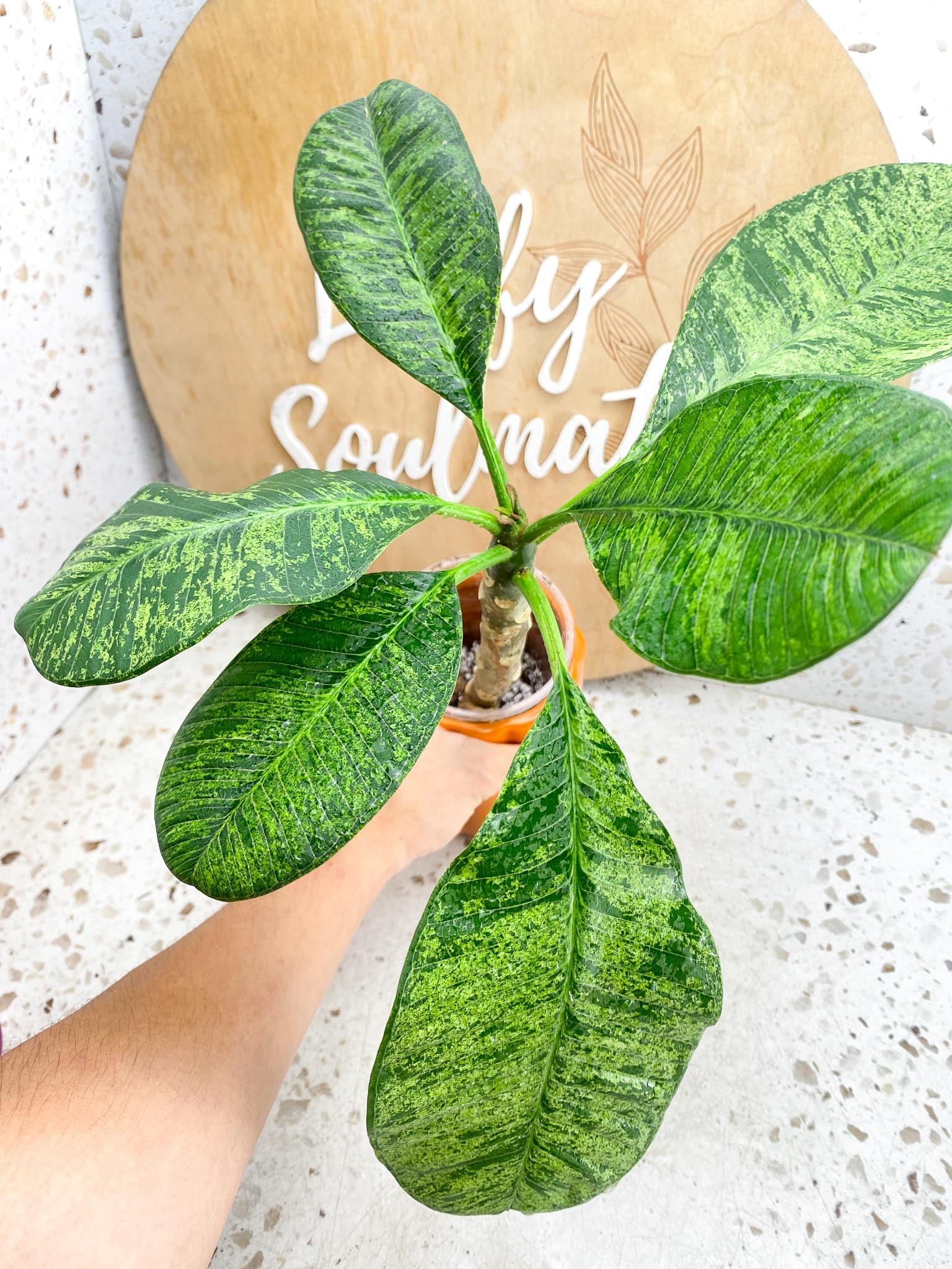 Plumeria Maya Variegated multiple leaves Rooting