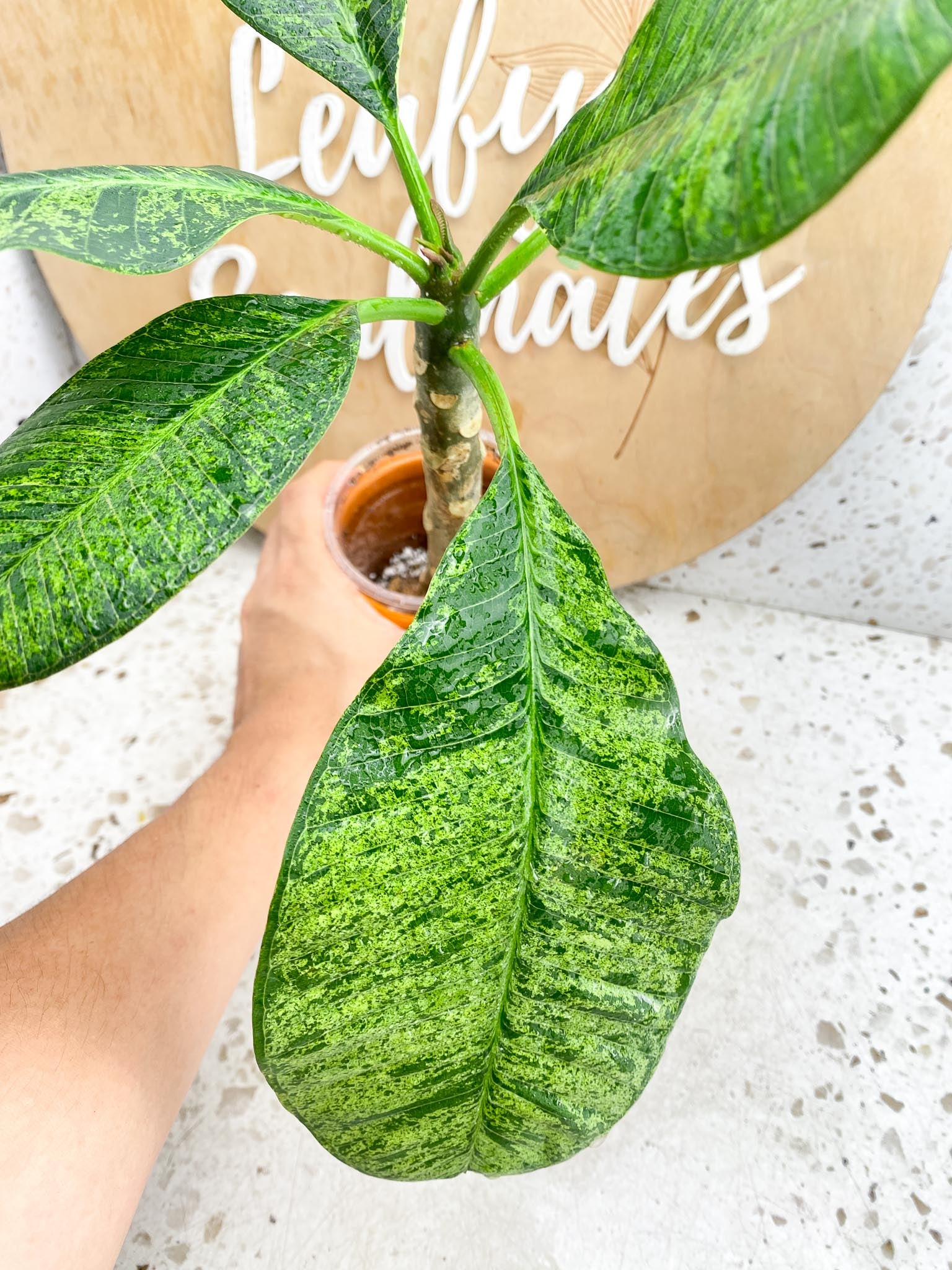 Plumeria Maya Variegated multiple leaves Rooting