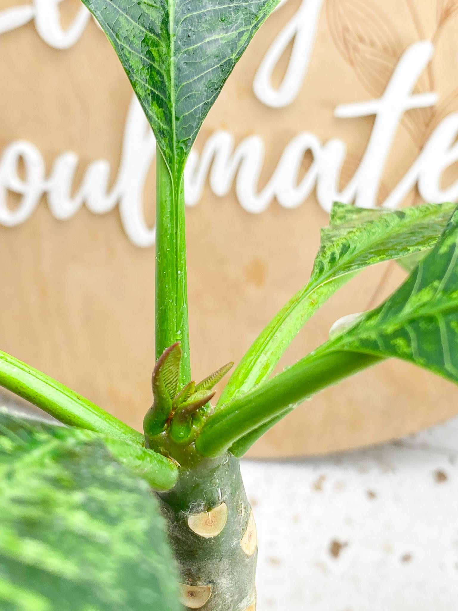 Plumeria Maya Variegated multiple leaves Rooting