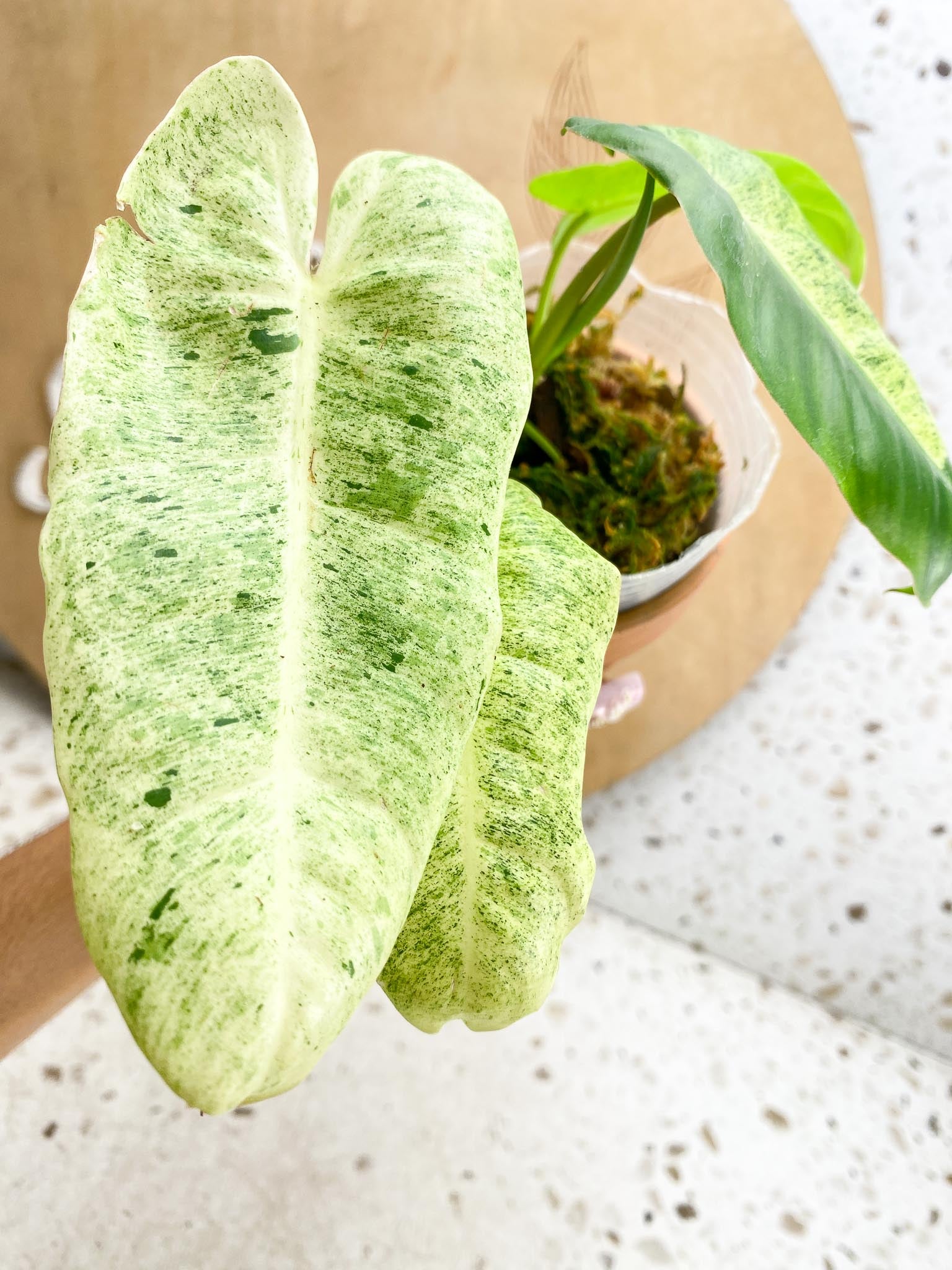 Philodendron Burle Marx Mint Variegated  4 Leaves  Multiple nodes 3 Sprout