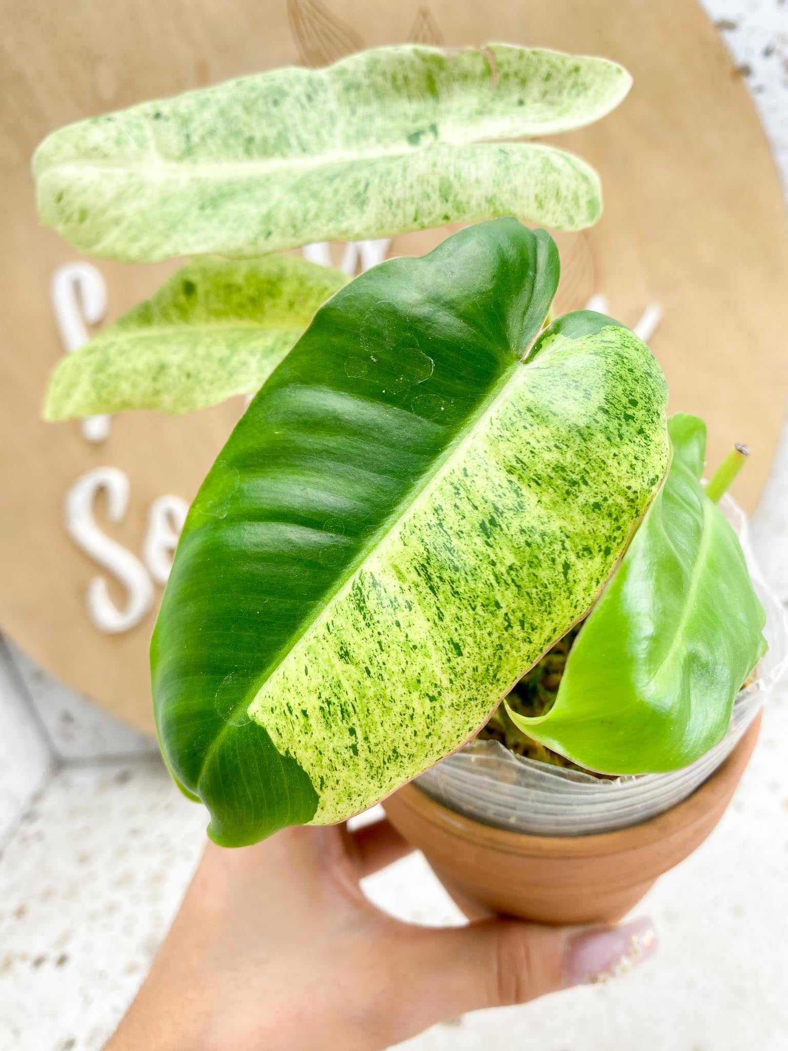 Philodendron Burle Marx Mint Variegated  4 Leaves  Multiple nodes 3 Sprout