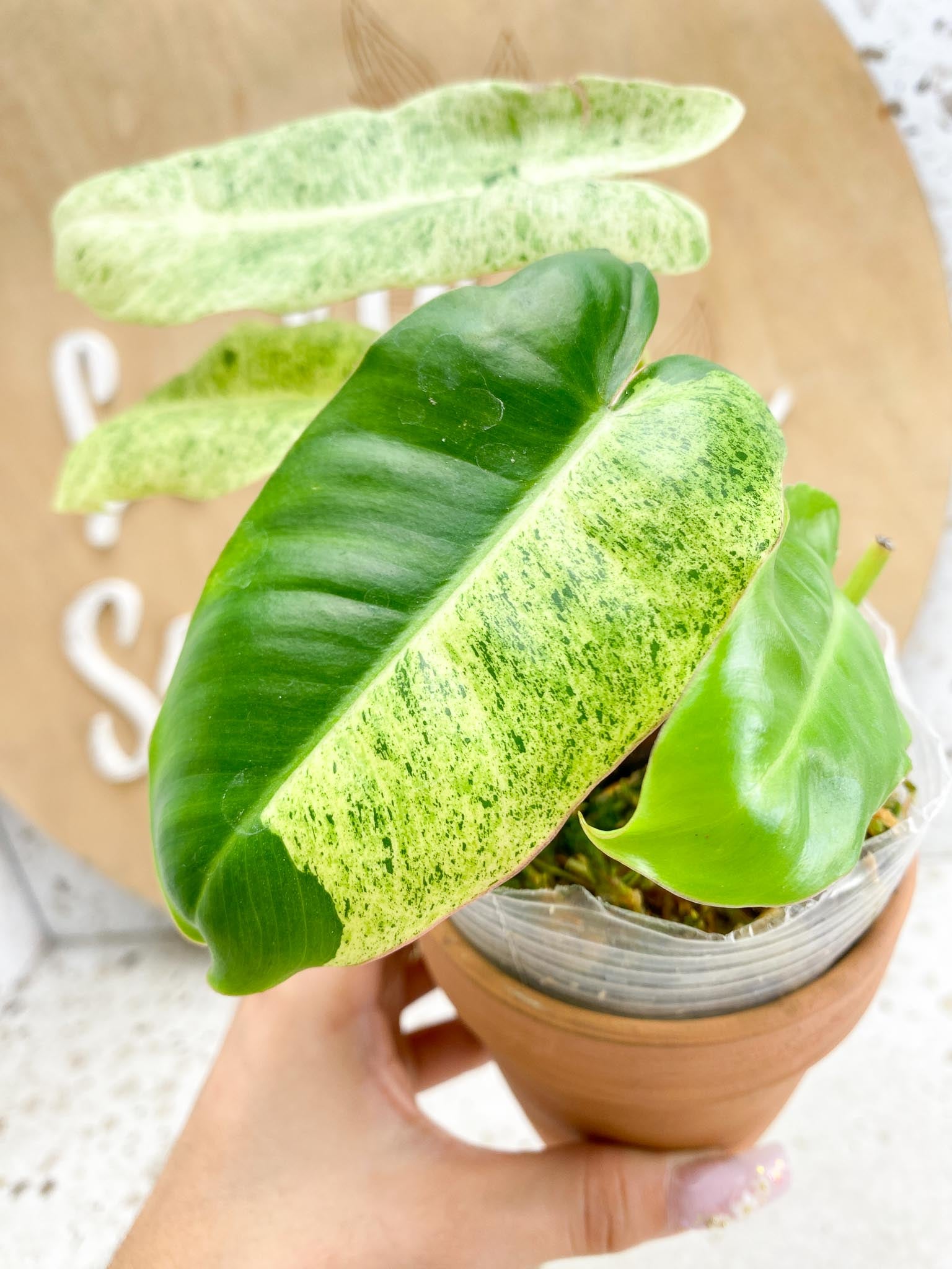 Philodendron Burle Marx Mint Variegated  4 Leaves  Multiple nodes 3 Sprout