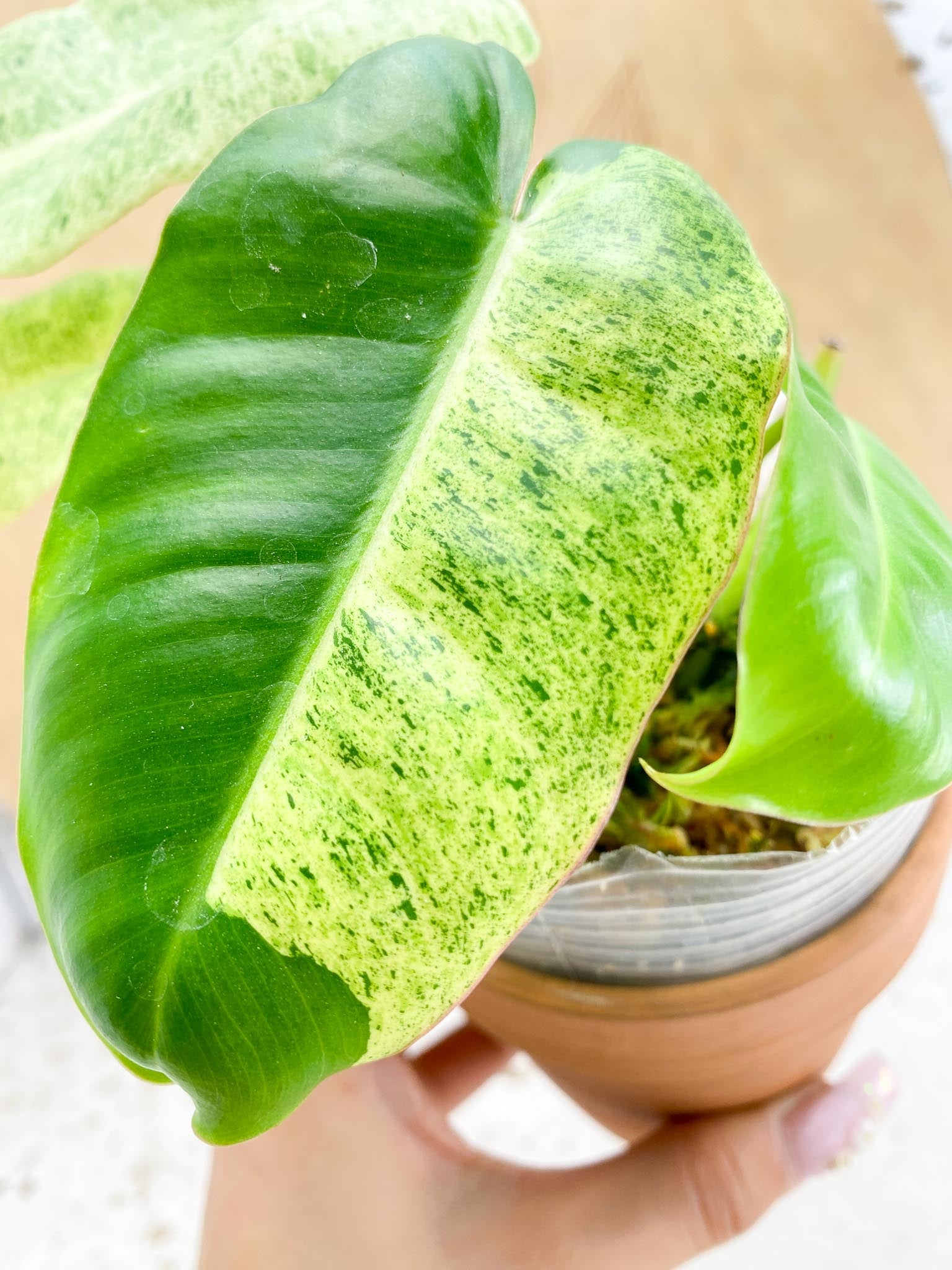 Philodendron Burle Marx Mint Variegated  4 Leaves  Multiple nodes 3 Sprout