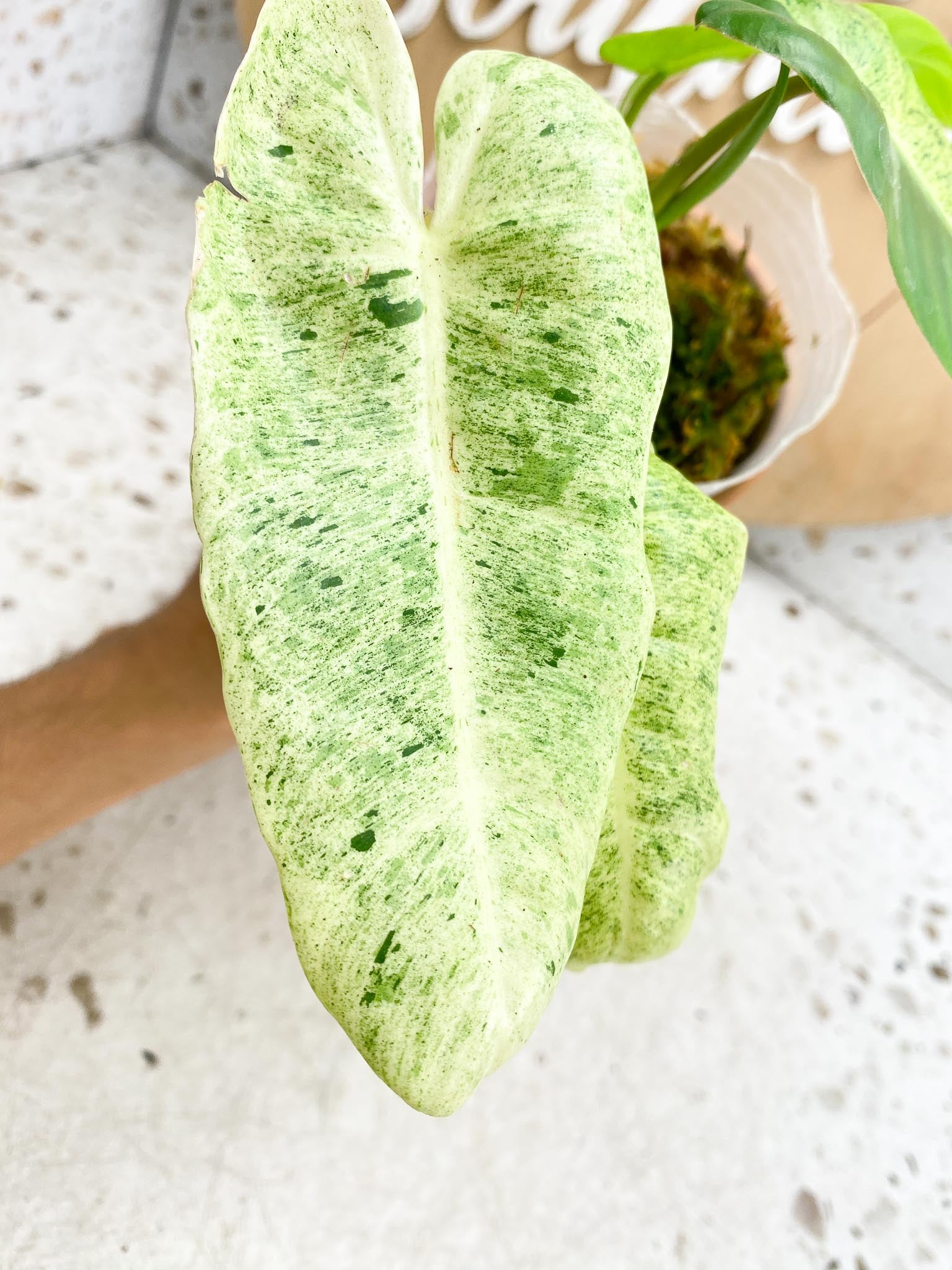 Philodendron Burle Marx Mint Variegated  4 Leaves  Multiple nodes 3 Sprout