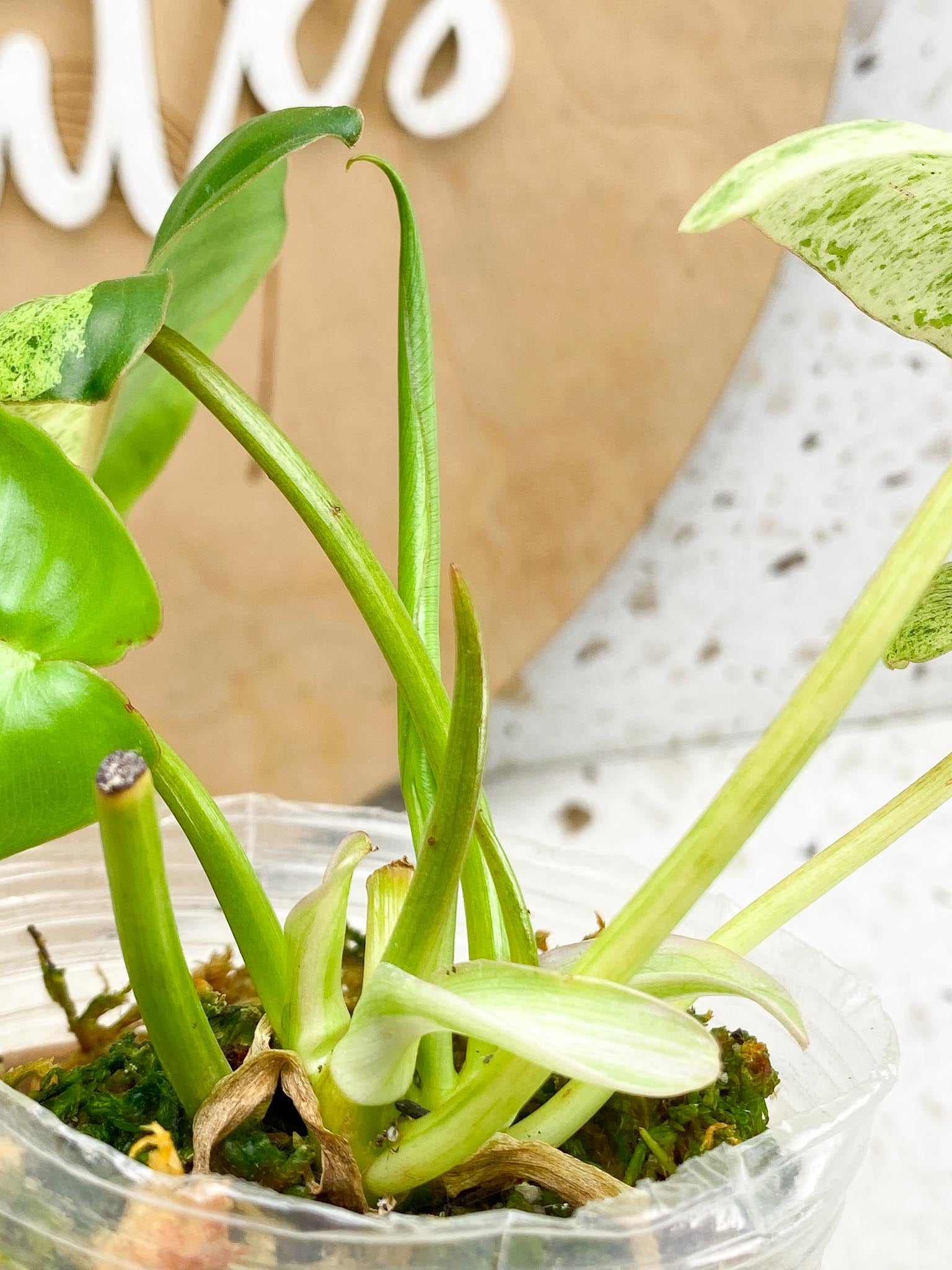 Philodendron Burle Marx Mint Variegated  4 Leaves  Multiple nodes 3 Sprout