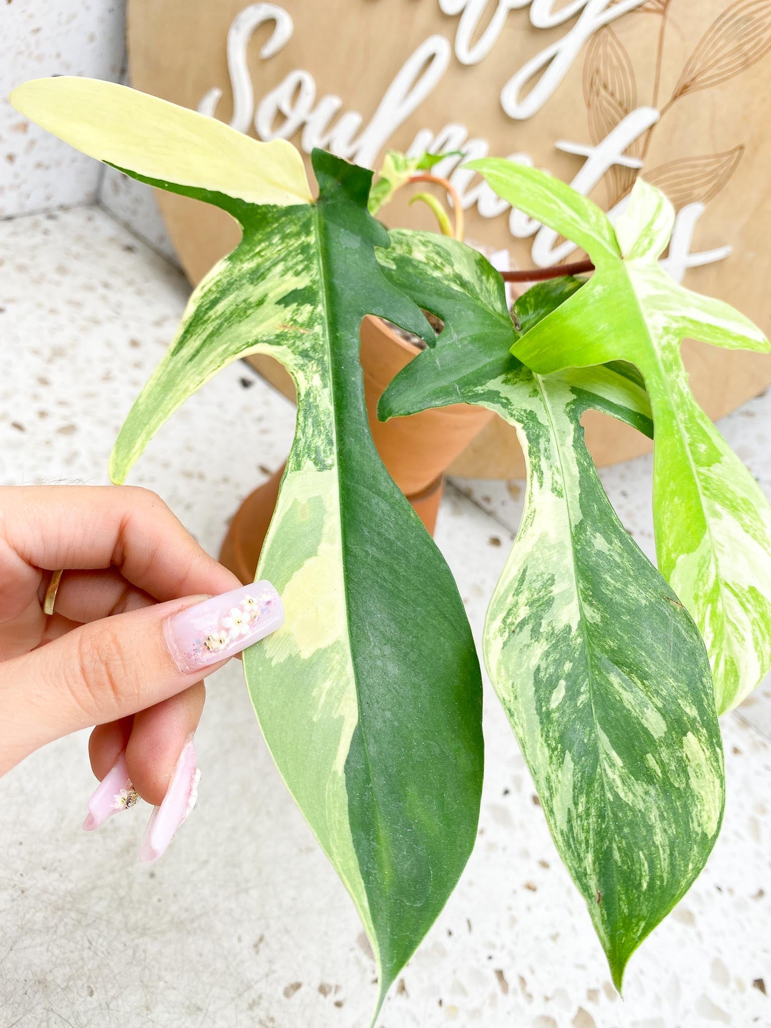 Philodendron Florida beauty Variegated 4  Leaves  4 Nodes 1 Growing Bud  1 Sprout Slightly Rooted