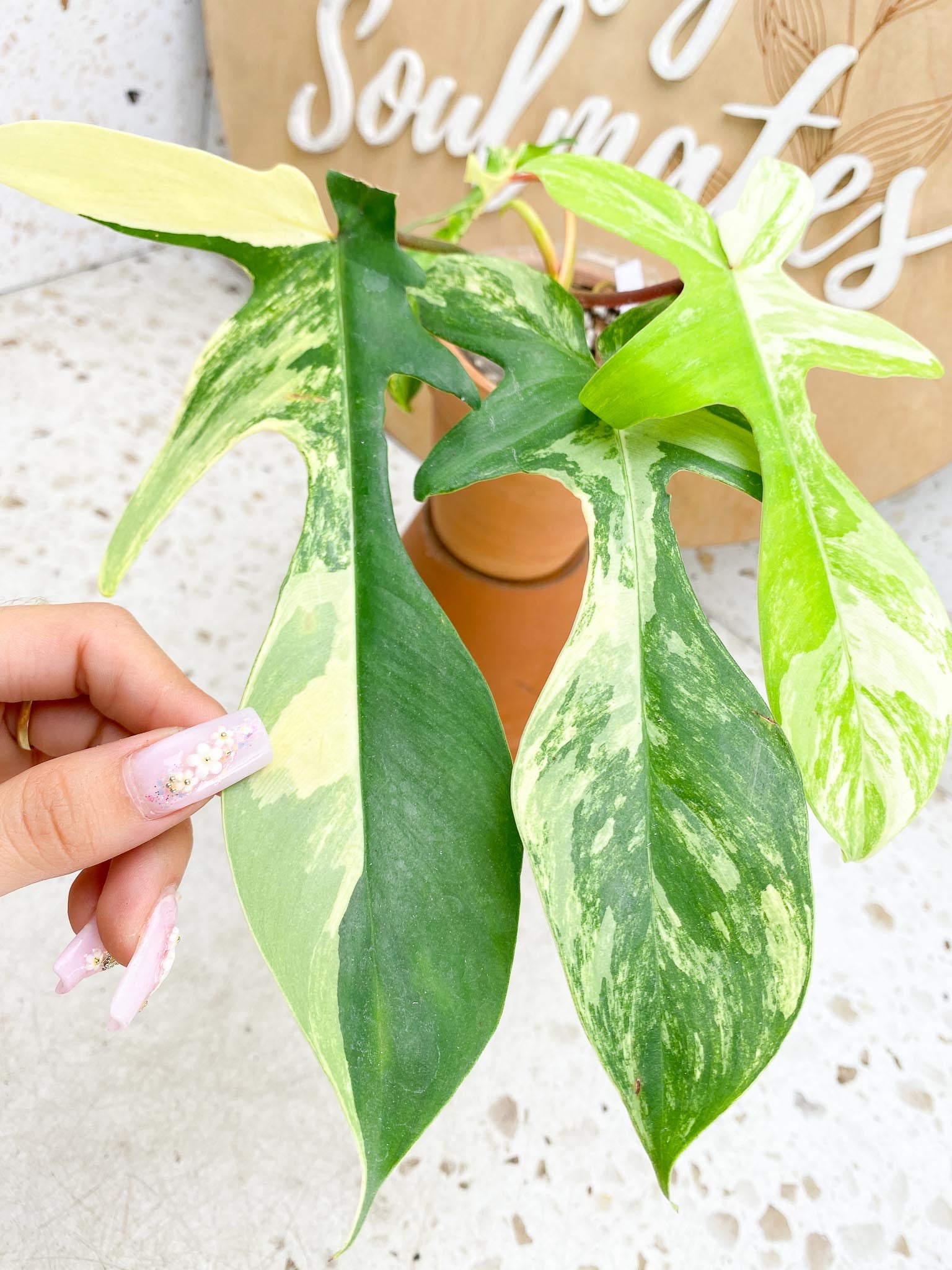 Philodendron Florida beauty Variegated 4  Leaves  4 Nodes 1 Growing Bud  1 Sprout Slightly Rooted