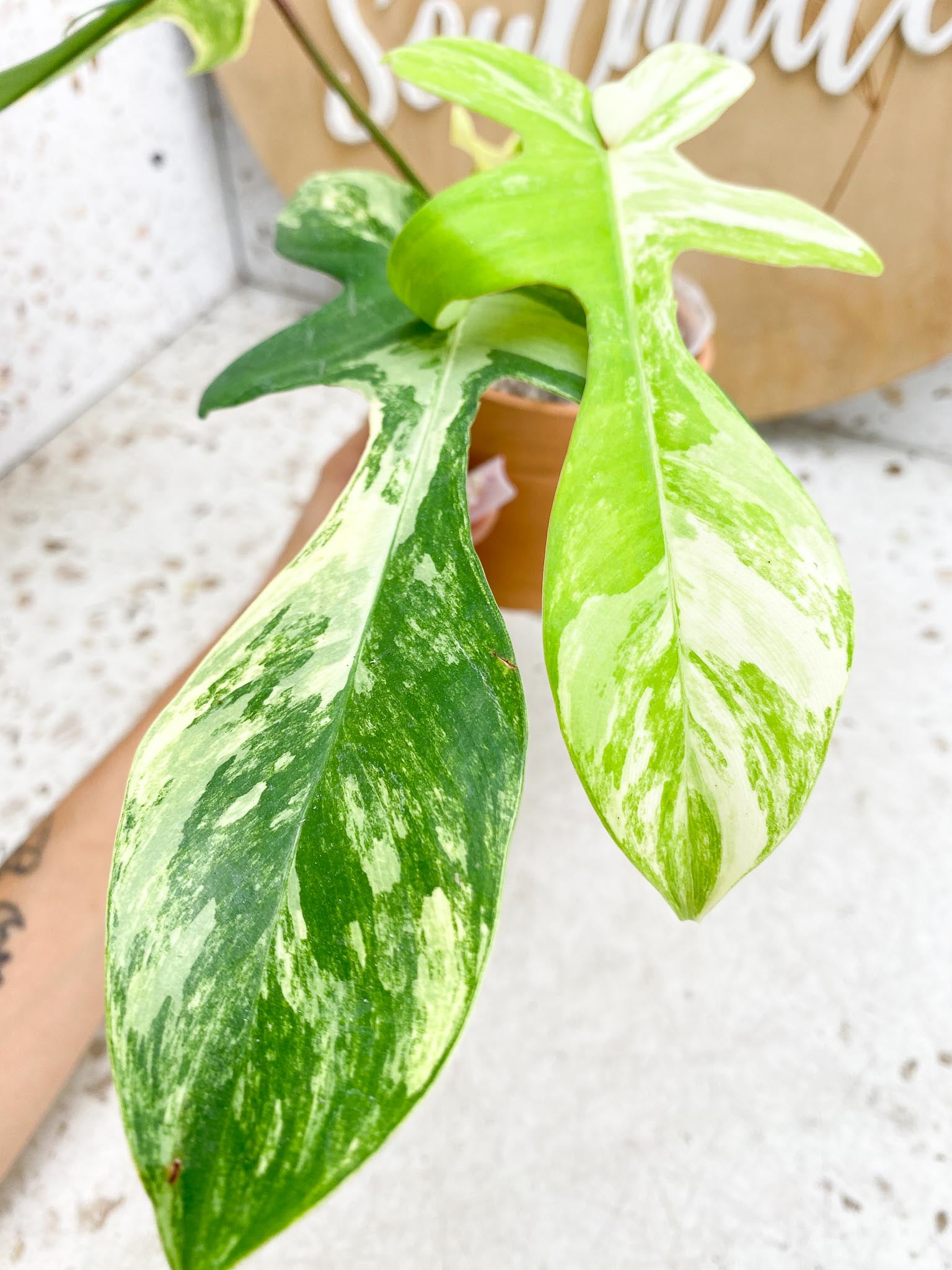 Philodendron Florida beauty Variegated 4  Leaves  4 Nodes 1 Growing Bud  1 Sprout Slightly Rooted