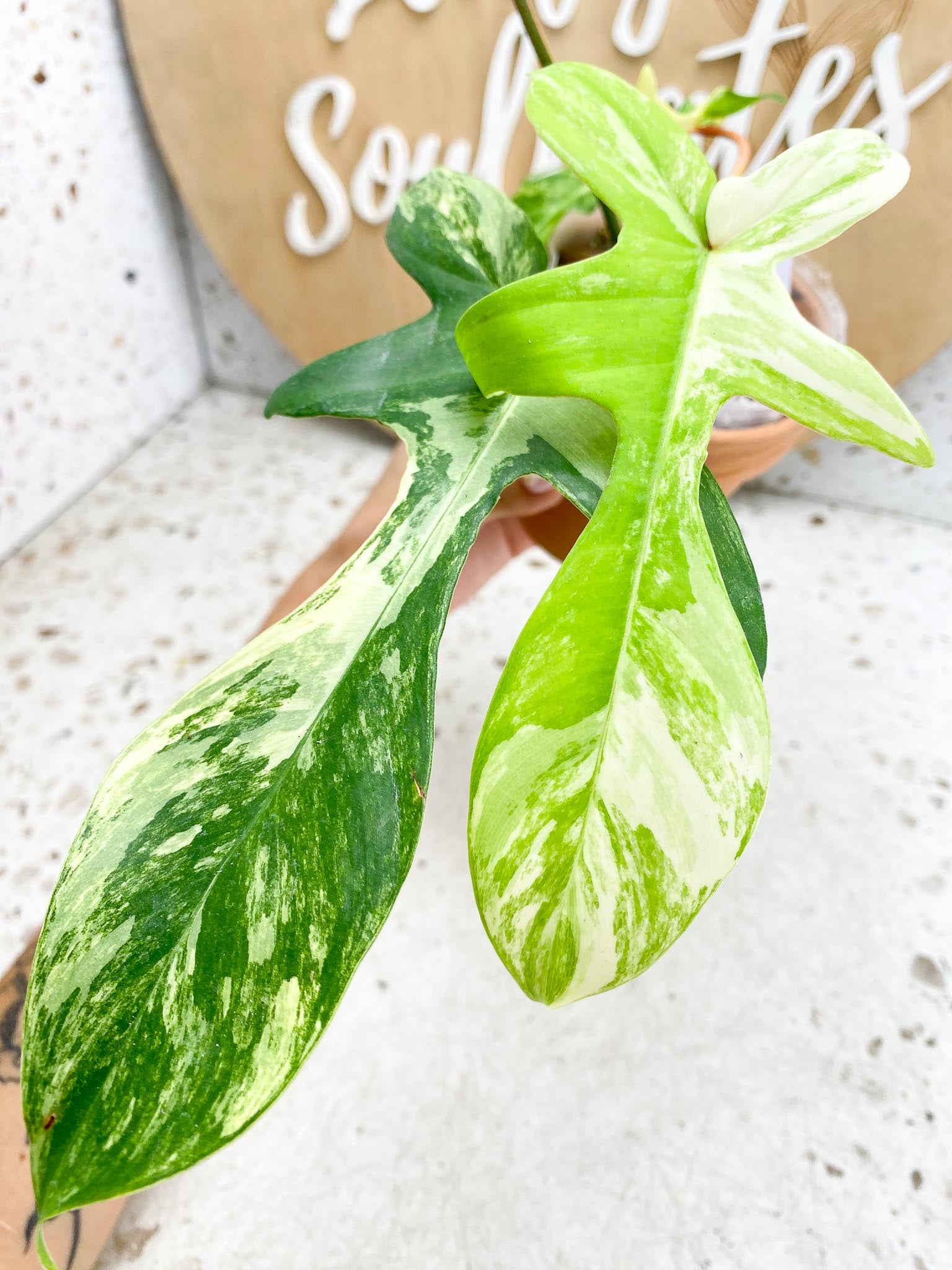 Philodendron Florida beauty Variegated 4  Leaves  4 Nodes 1 Growing Bud  1 Sprout Slightly Rooted