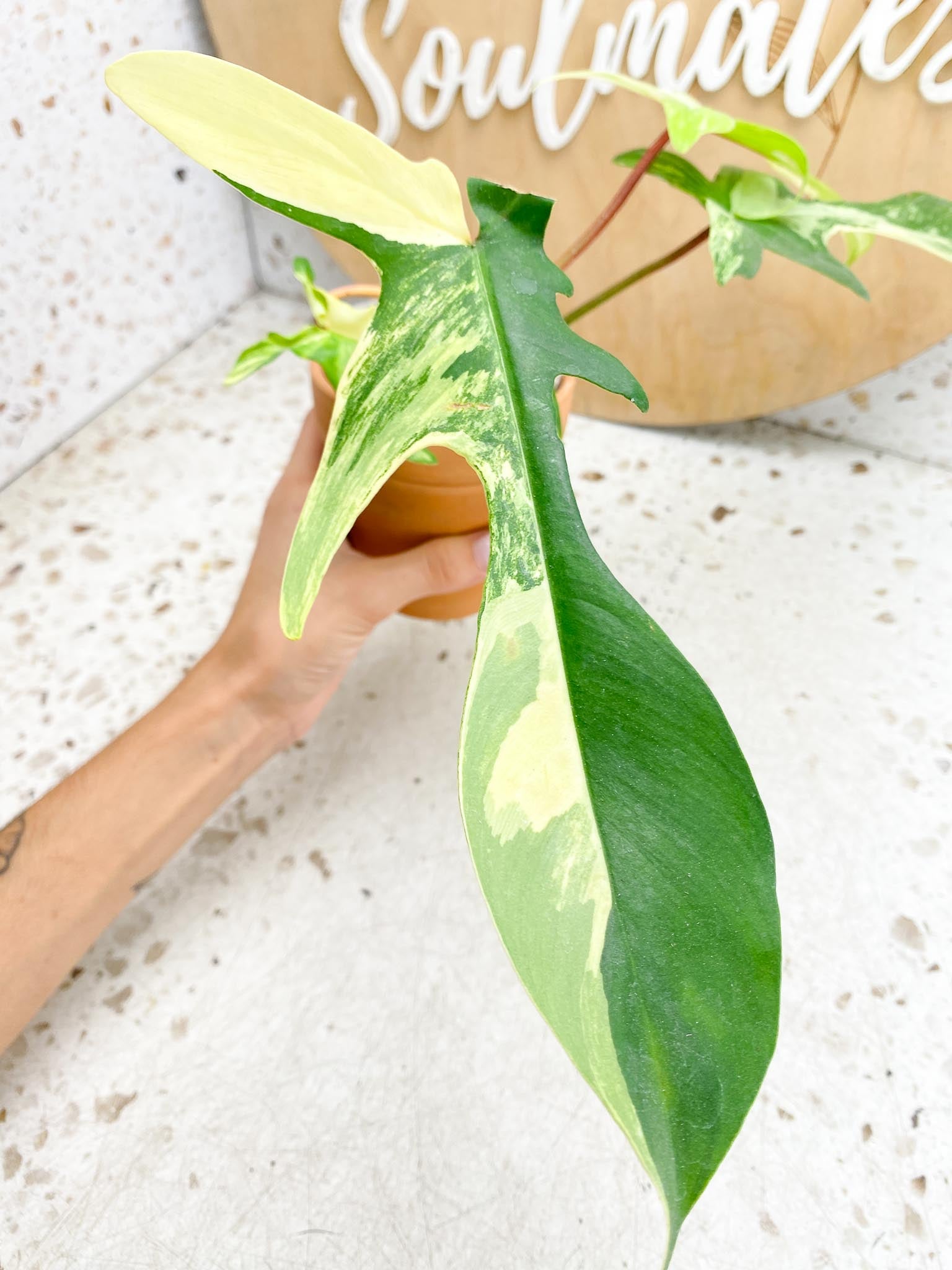 Philodendron Florida beauty Variegated 4  Leaves  4 Nodes 1 Growing Bud  1 Sprout Slightly Rooted