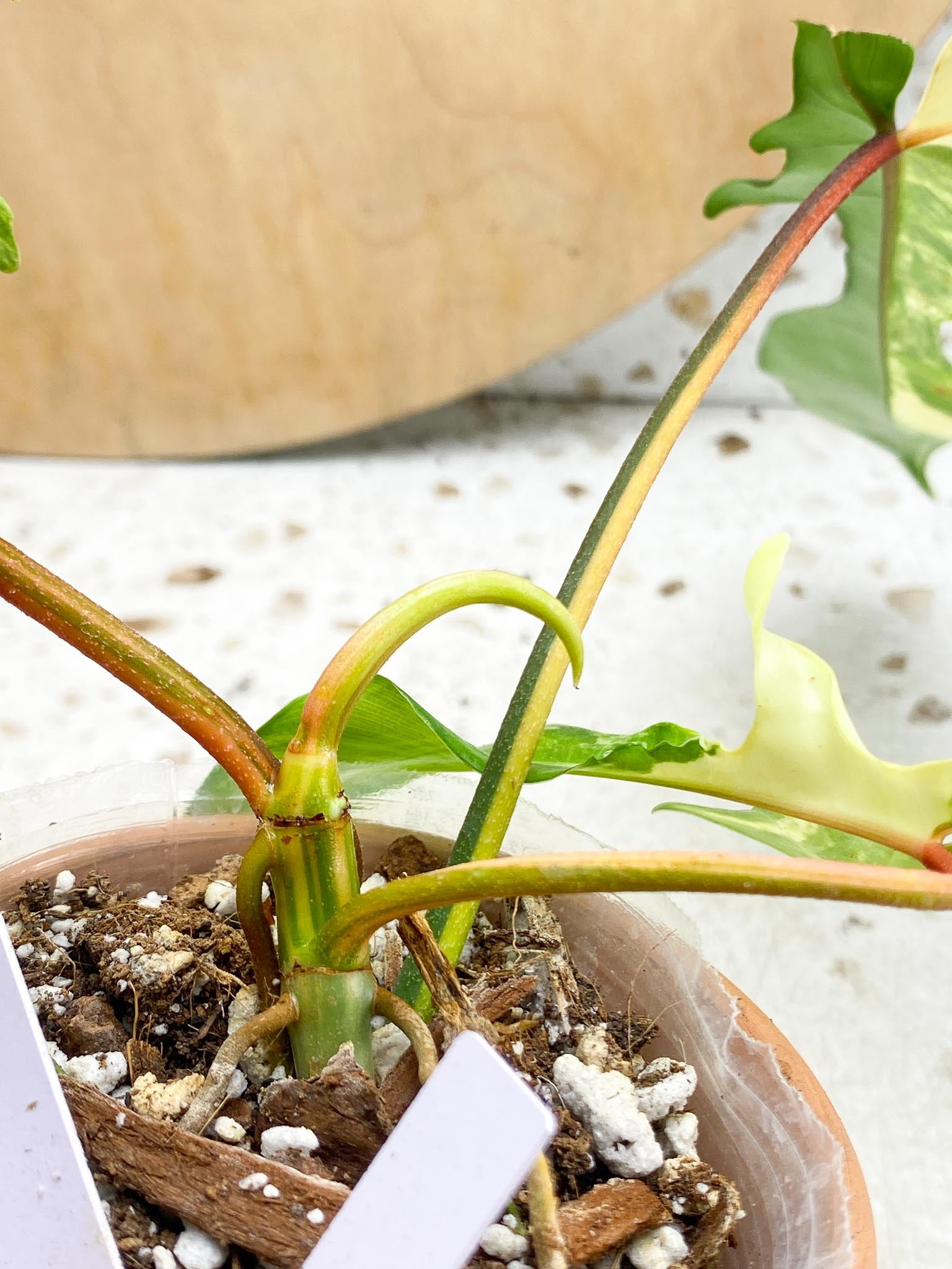 Philodendron Florida beauty Variegated 4  Leaves  4 Nodes 1 Growing Bud  1 Sprout Slightly Rooted