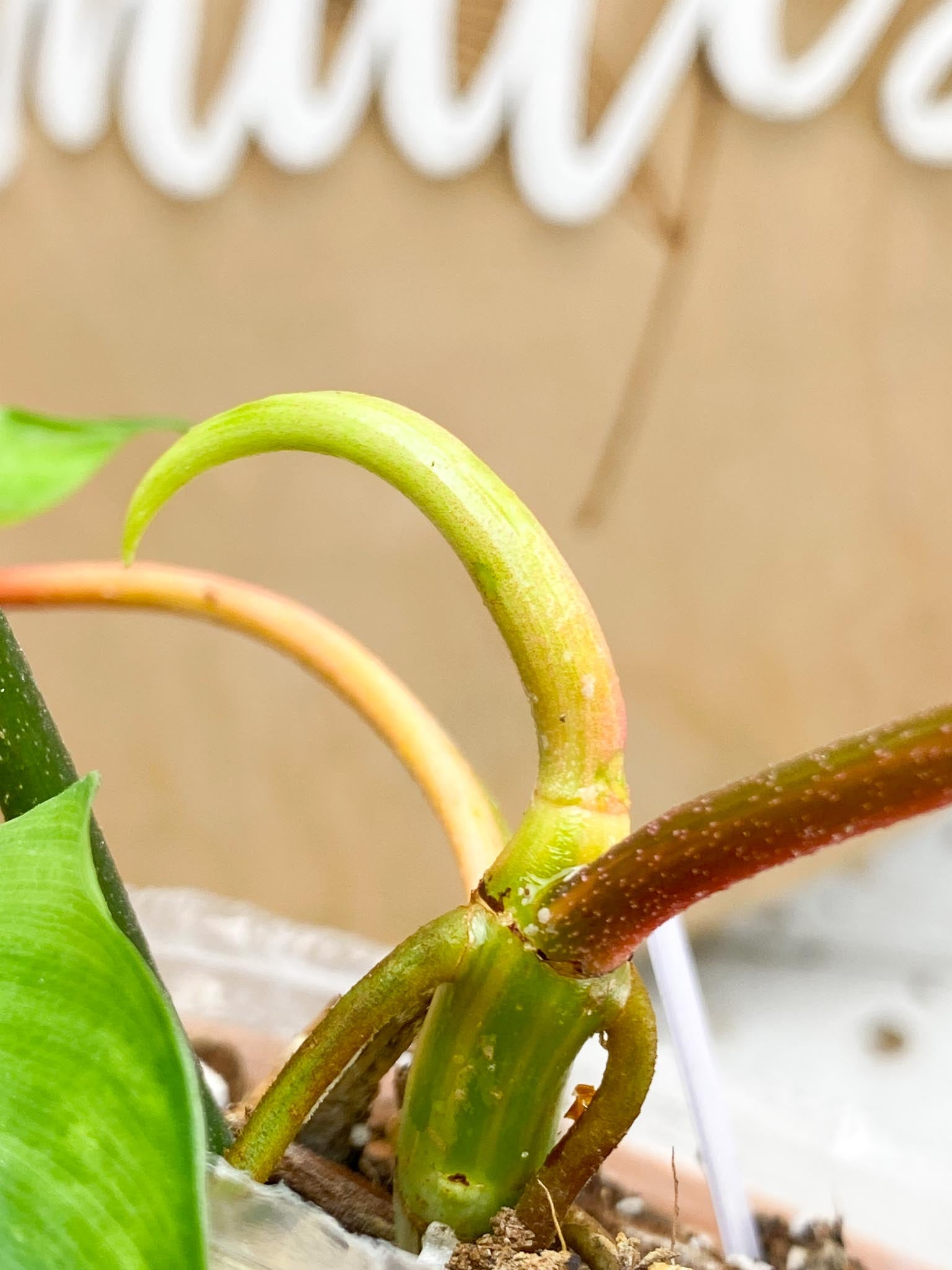 Philodendron Florida beauty Variegated 4  Leaves  4 Nodes 1 Growing Bud  1 Sprout Slightly Rooted