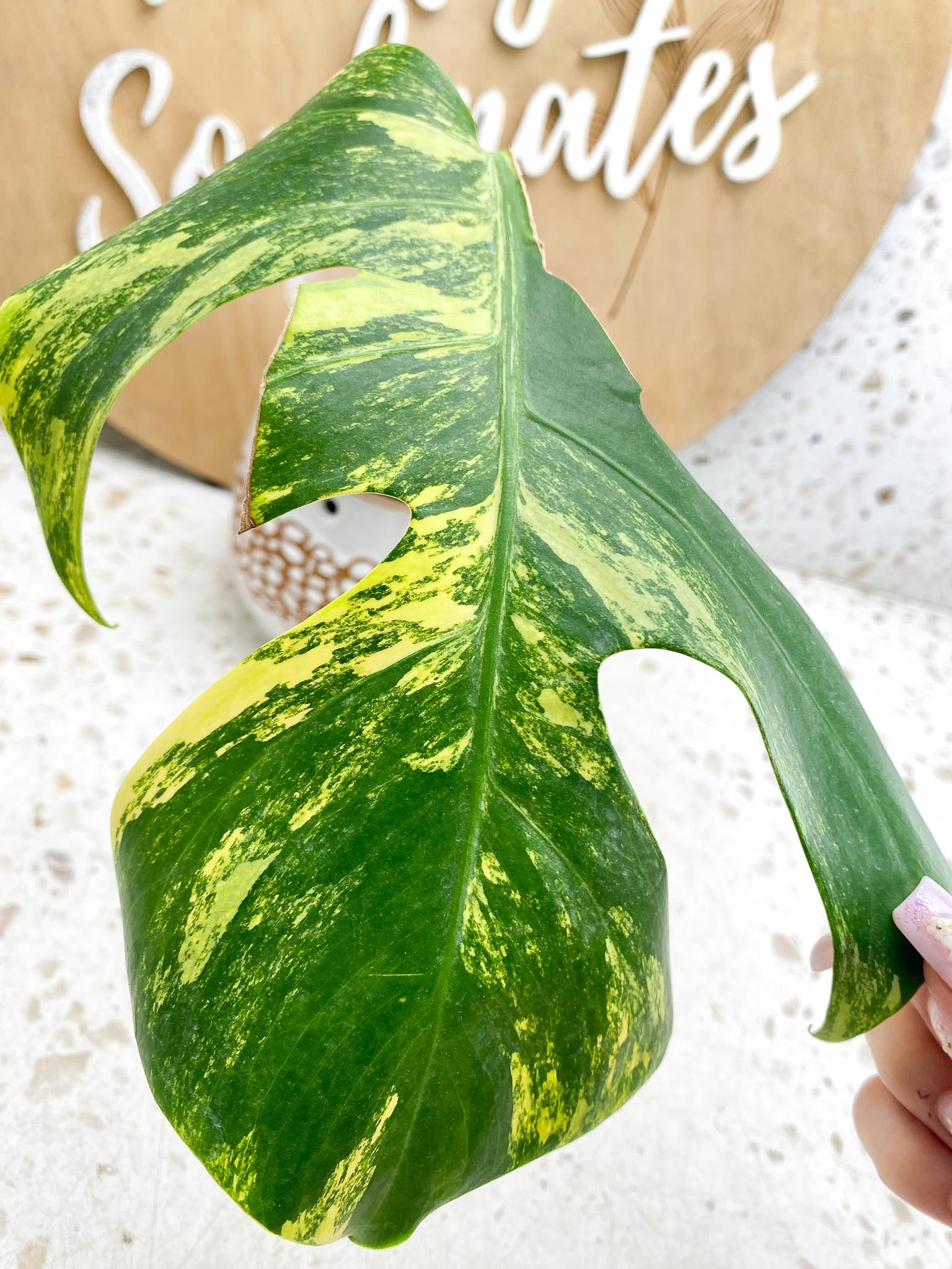 Monstera Aurea Tricolor Variegated 1 Leaf 1 Node