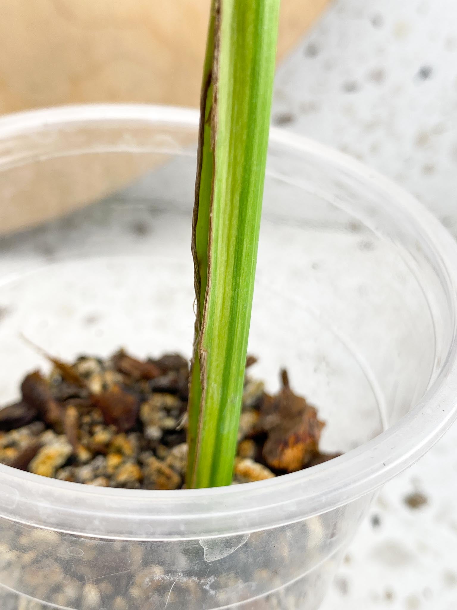 Monstera Aurea Tricolor Variegated 1 Leaf 1 Node