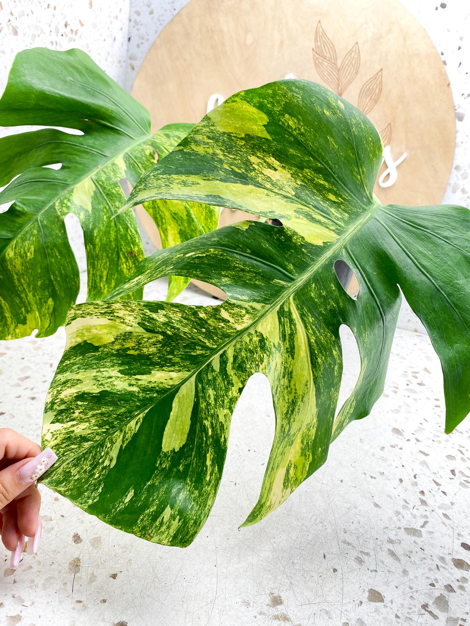 Monstera Aurea Tricolor Variegated 3 leaves  3 Nodes  Top Cutting Slightly Rooted