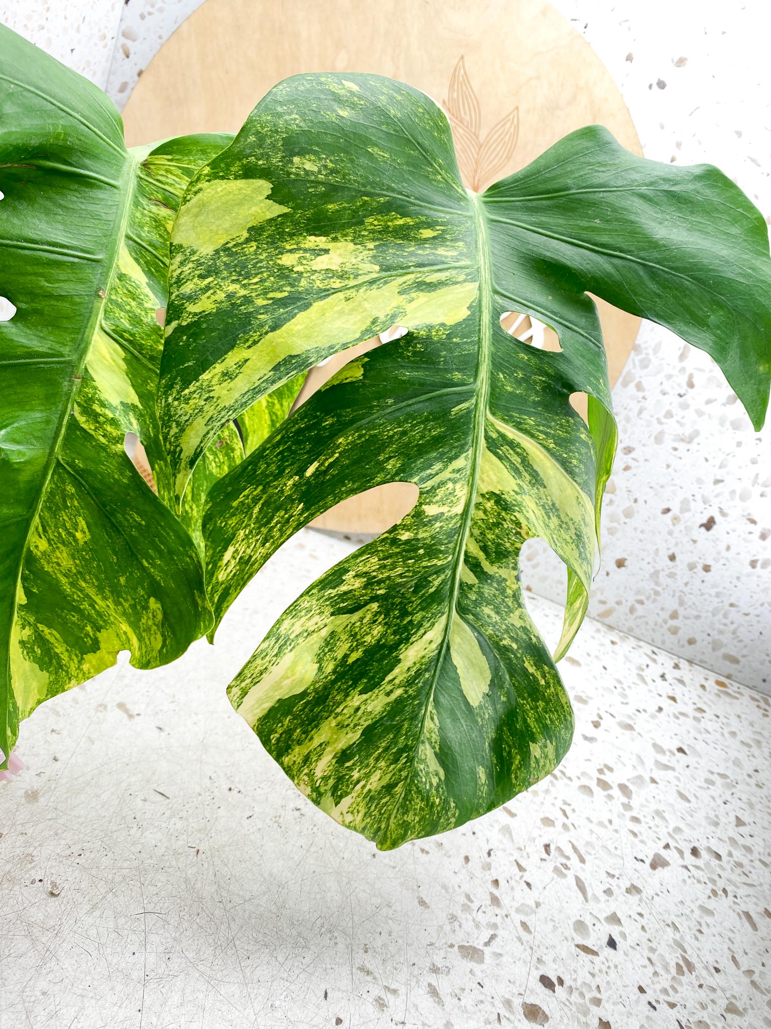 Monstera Aurea Tricolor Variegated 3 leaves  3 Nodes  Top Cutting Slightly Rooted