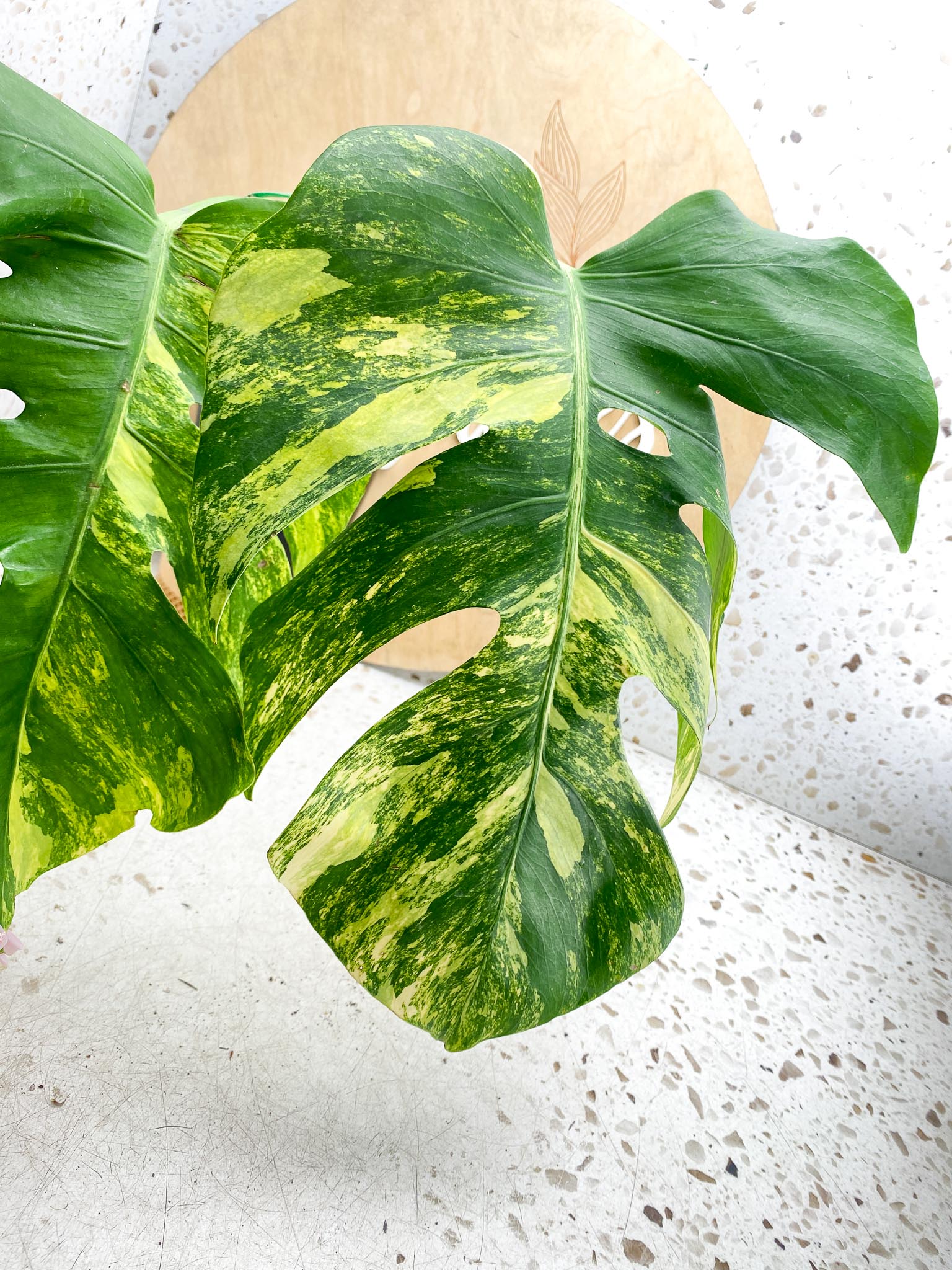 Monstera Aurea Tricolor Variegated 3 leaves  3 Nodes  Top Cutting Slightly Rooted