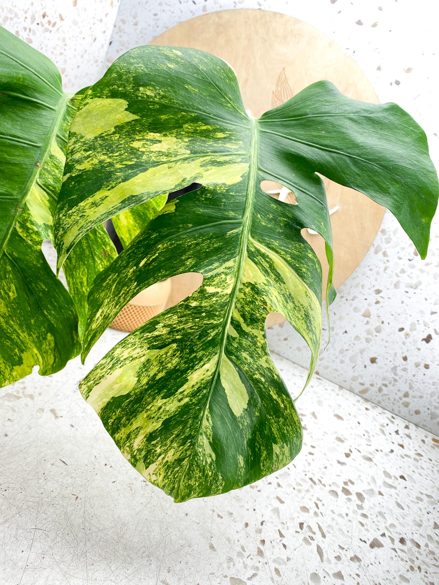 Monstera Aurea Tricolor Variegated 3 leaves  3 Nodes  Top Cutting Slightly Rooted