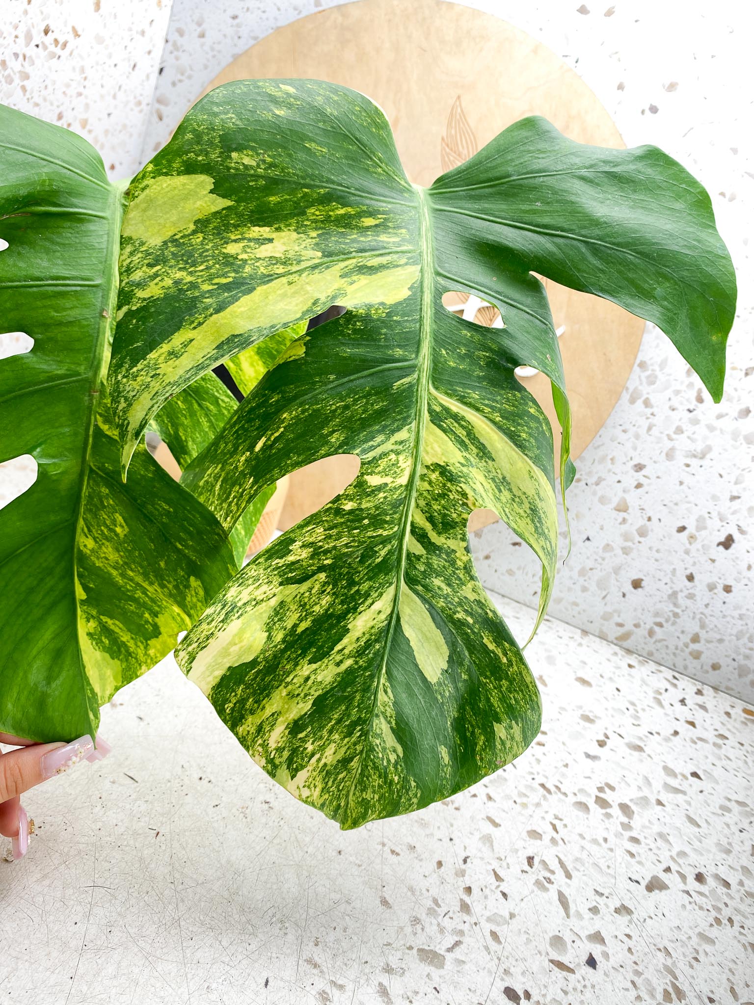 Monstera Aurea Tricolor Variegated 3 leaves  3 Nodes  Top Cutting Slightly Rooted