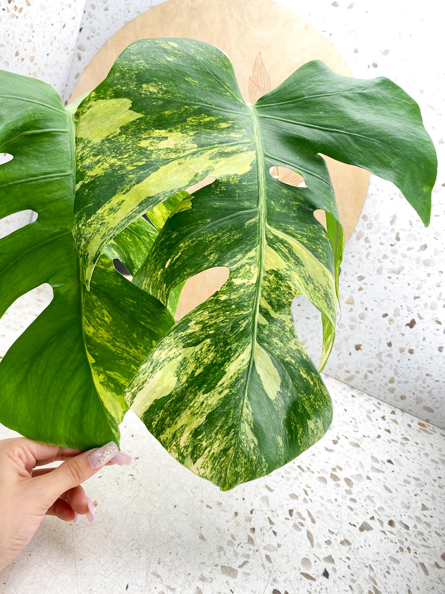 Monstera Aurea Tricolor Variegated 3 leaves  3 Nodes  Top Cutting Slightly Rooted