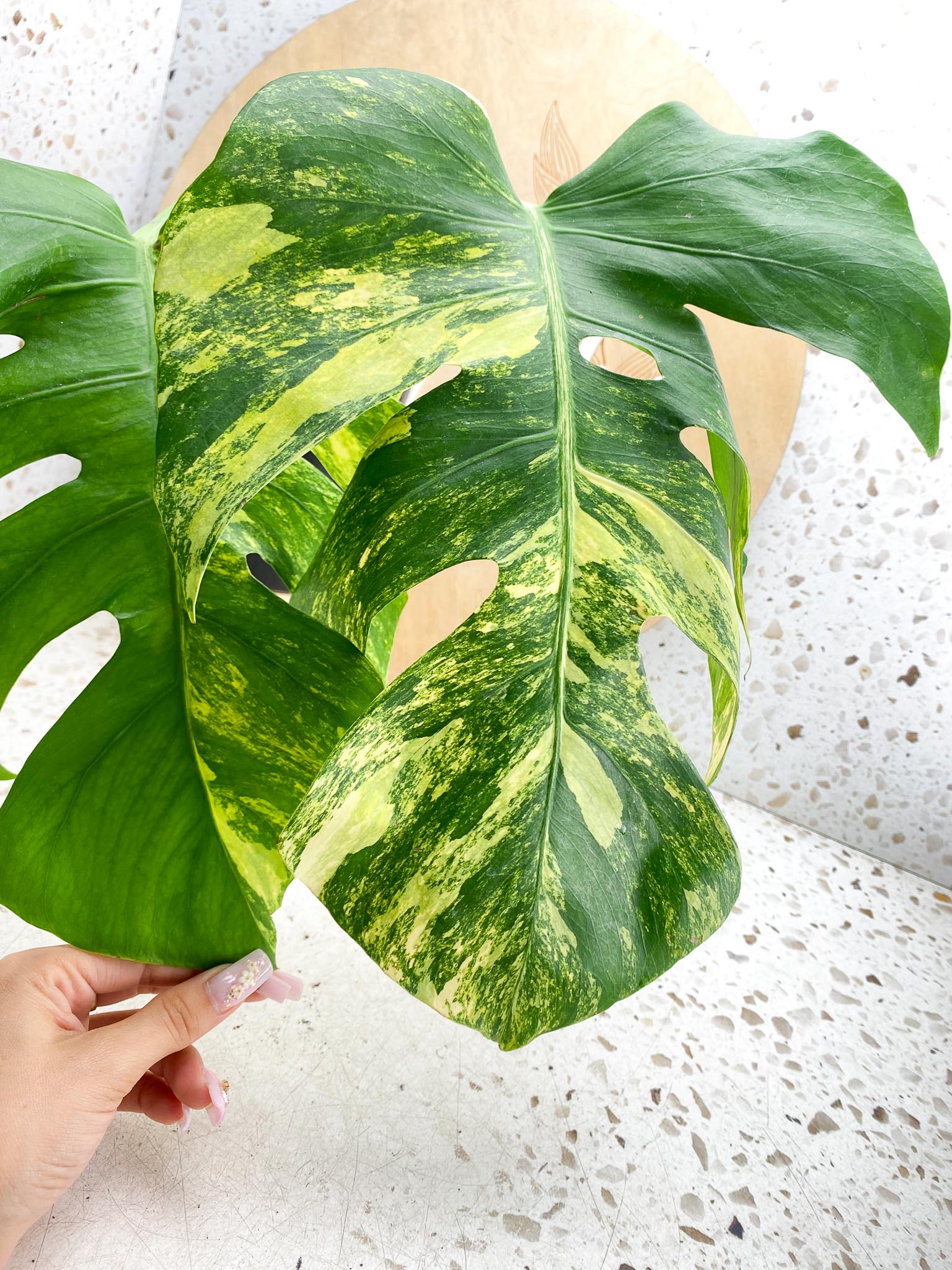 Monstera Aurea Tricolor Variegated 3 leaves  3 Nodes  Top Cutting Slightly Rooted