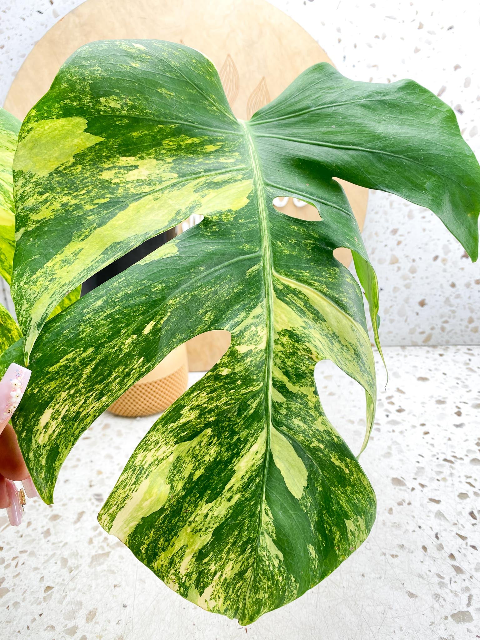 Monstera Aurea Tricolor Variegated 3 leaves  3 Nodes  Top Cutting Slightly Rooted