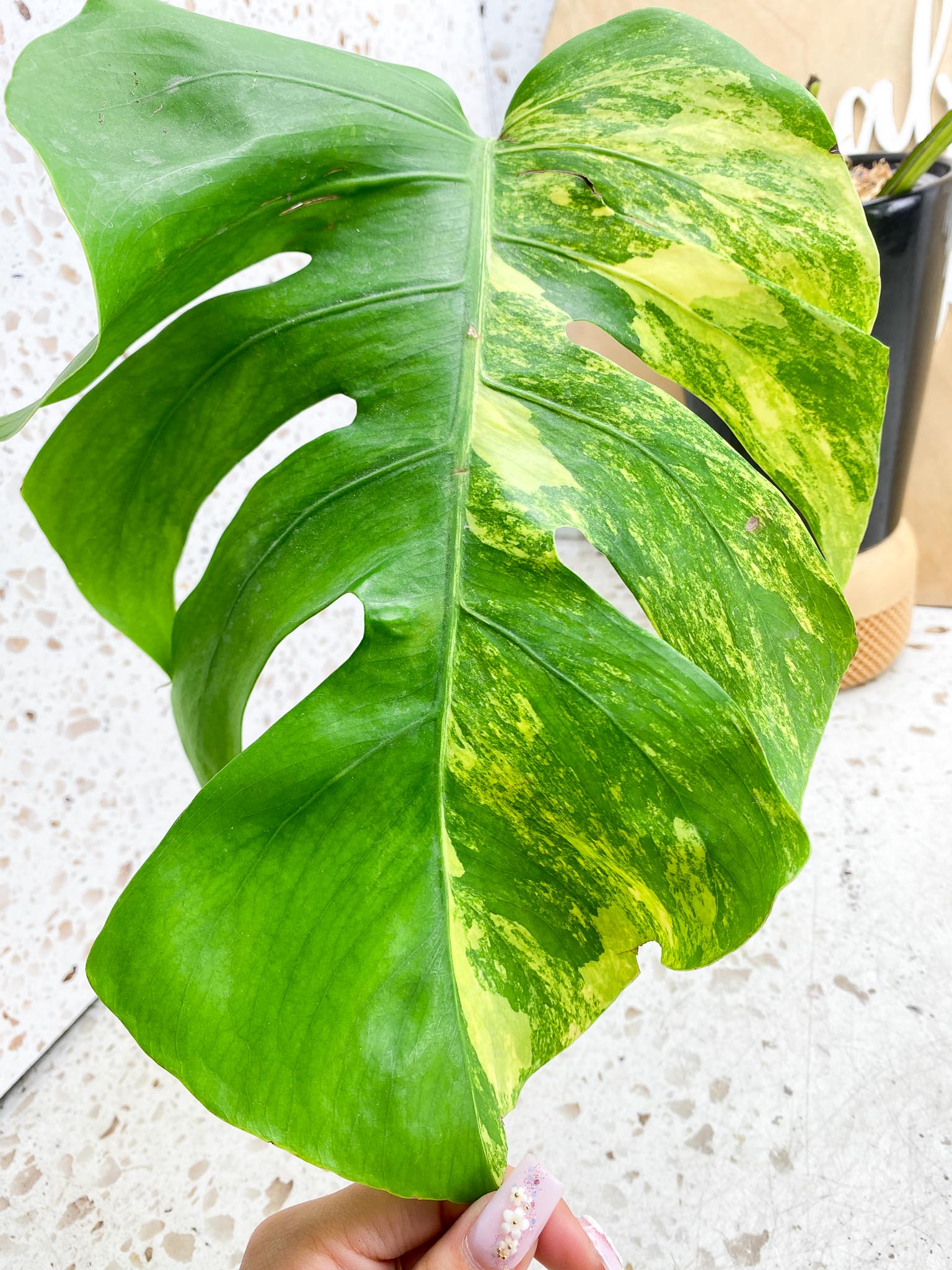 Monstera Aurea Tricolor Variegated 3 leaves  3 Nodes  Top Cutting Slightly Rooted