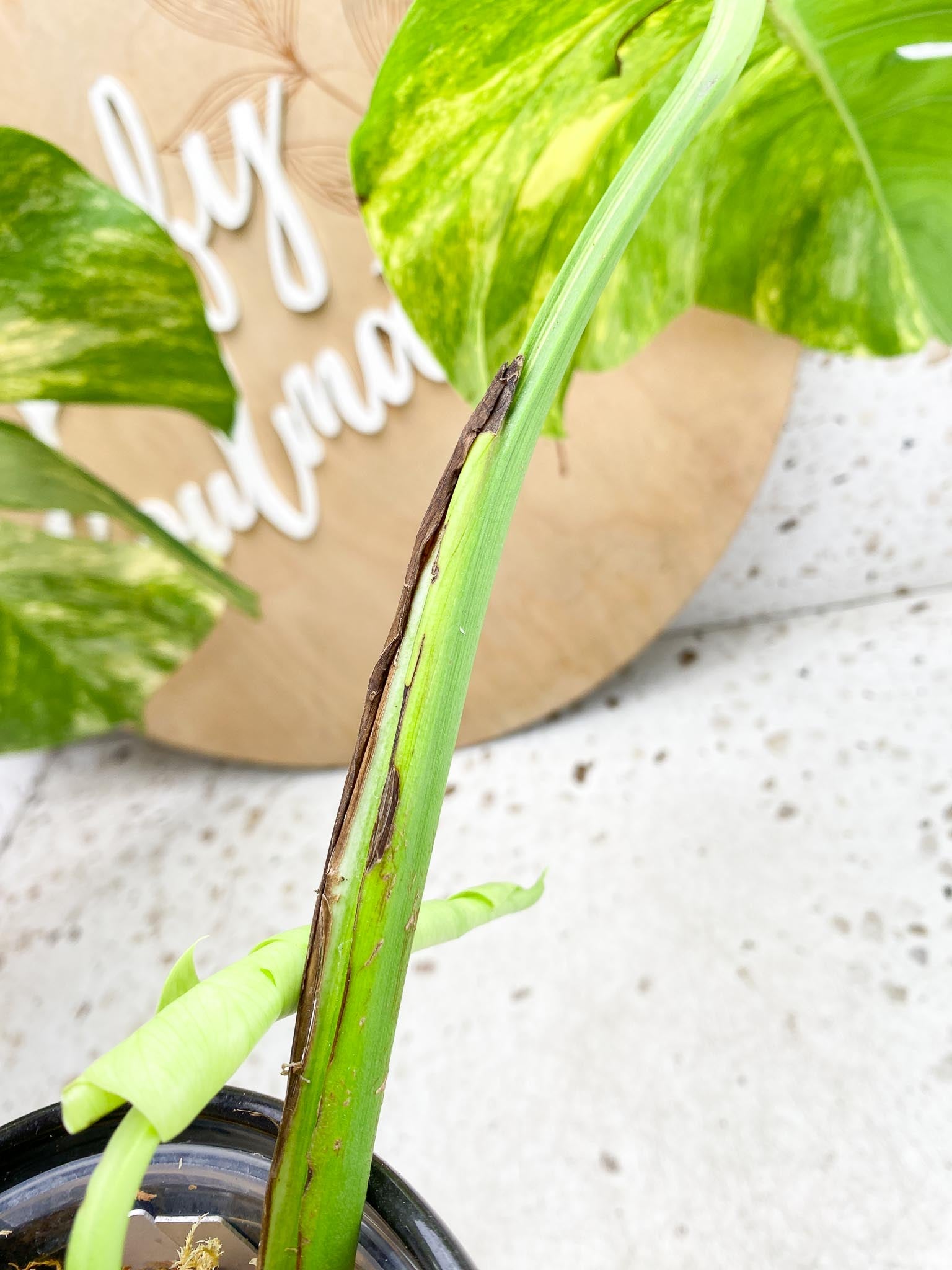 Monstera Aurea Tricolor Variegated 3 leaves  3 Nodes  Top Cutting Slightly Rooted